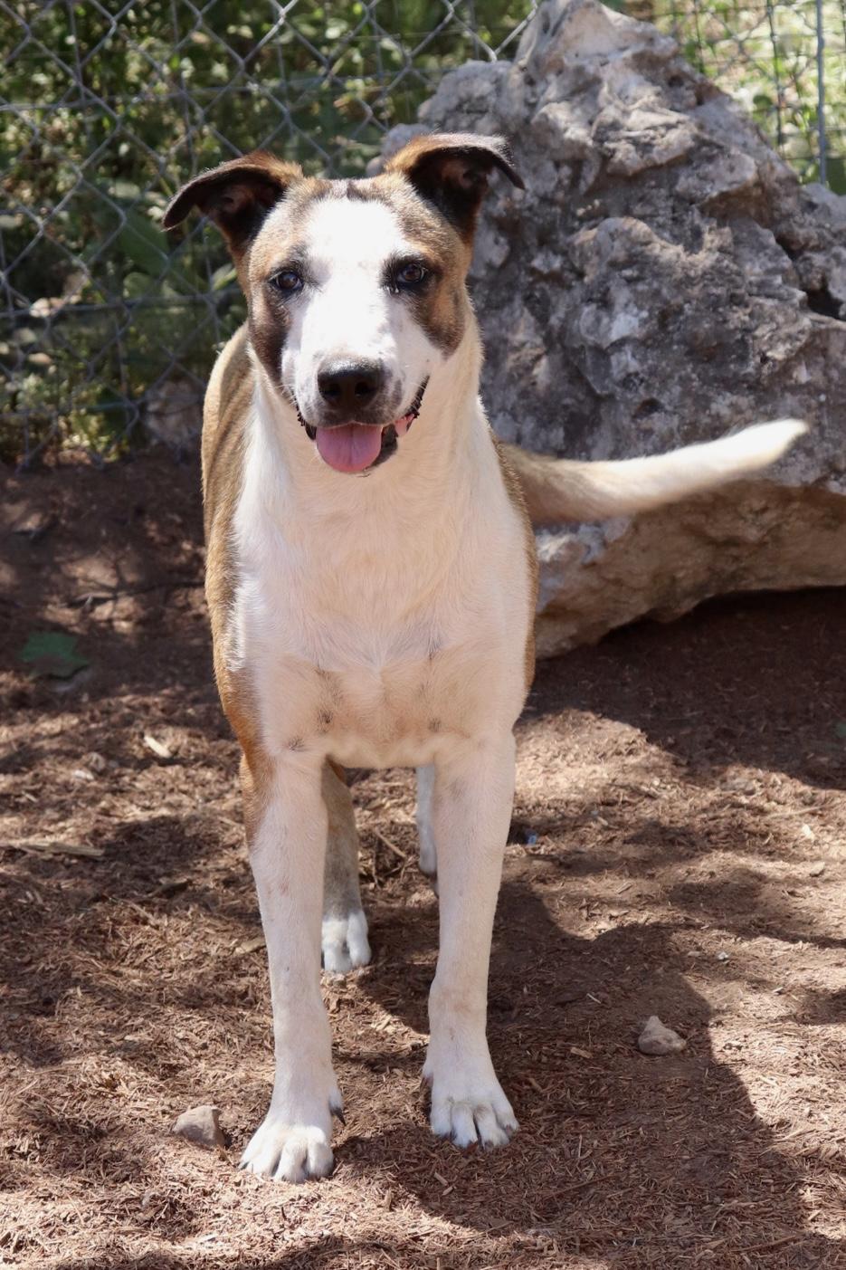 Enlarge Carmela, a Adoptable mixed breed in Leakey, TX image 5/6
