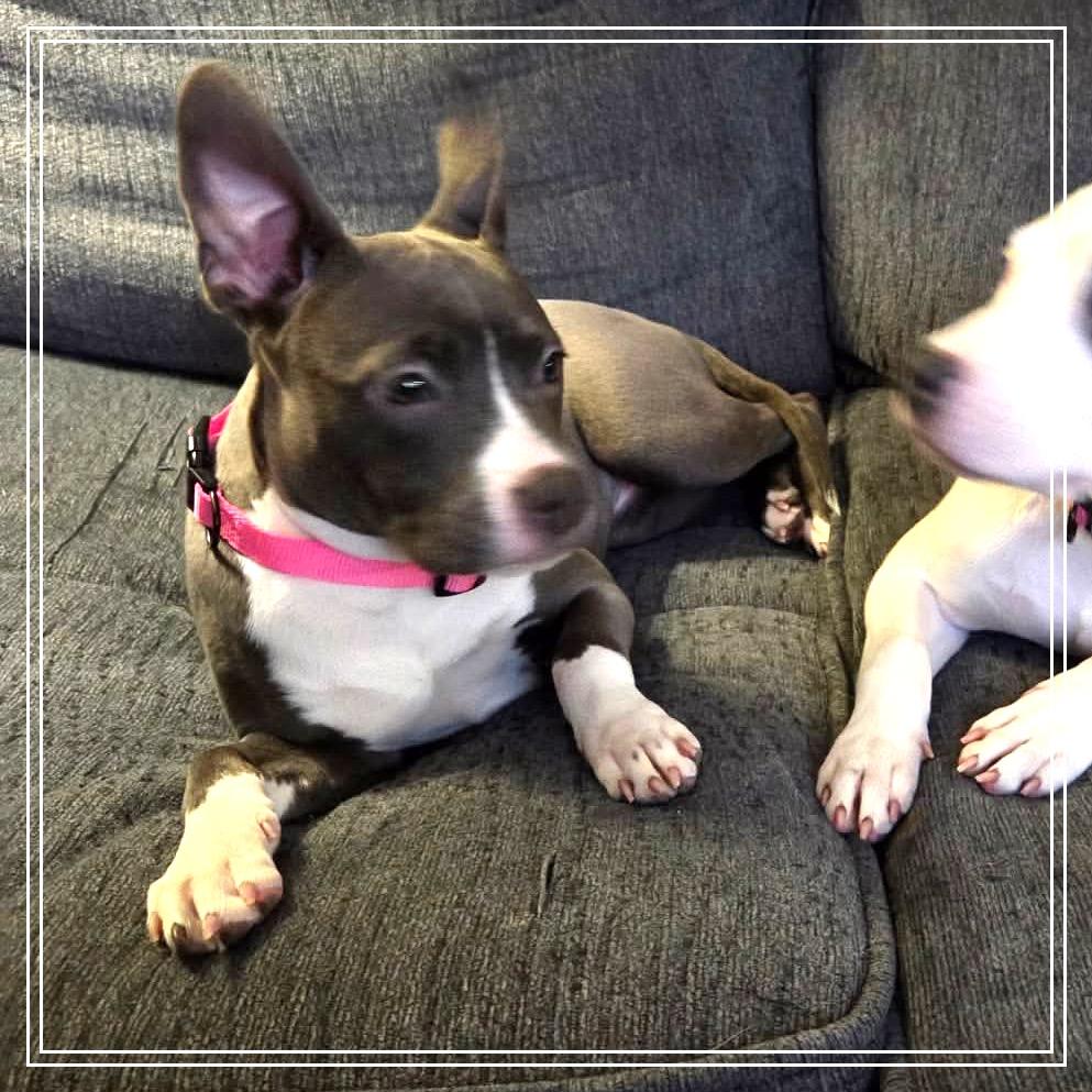 Enlarge Pickle, a Adoptable mixed breed in Monroe, MI image 1/6