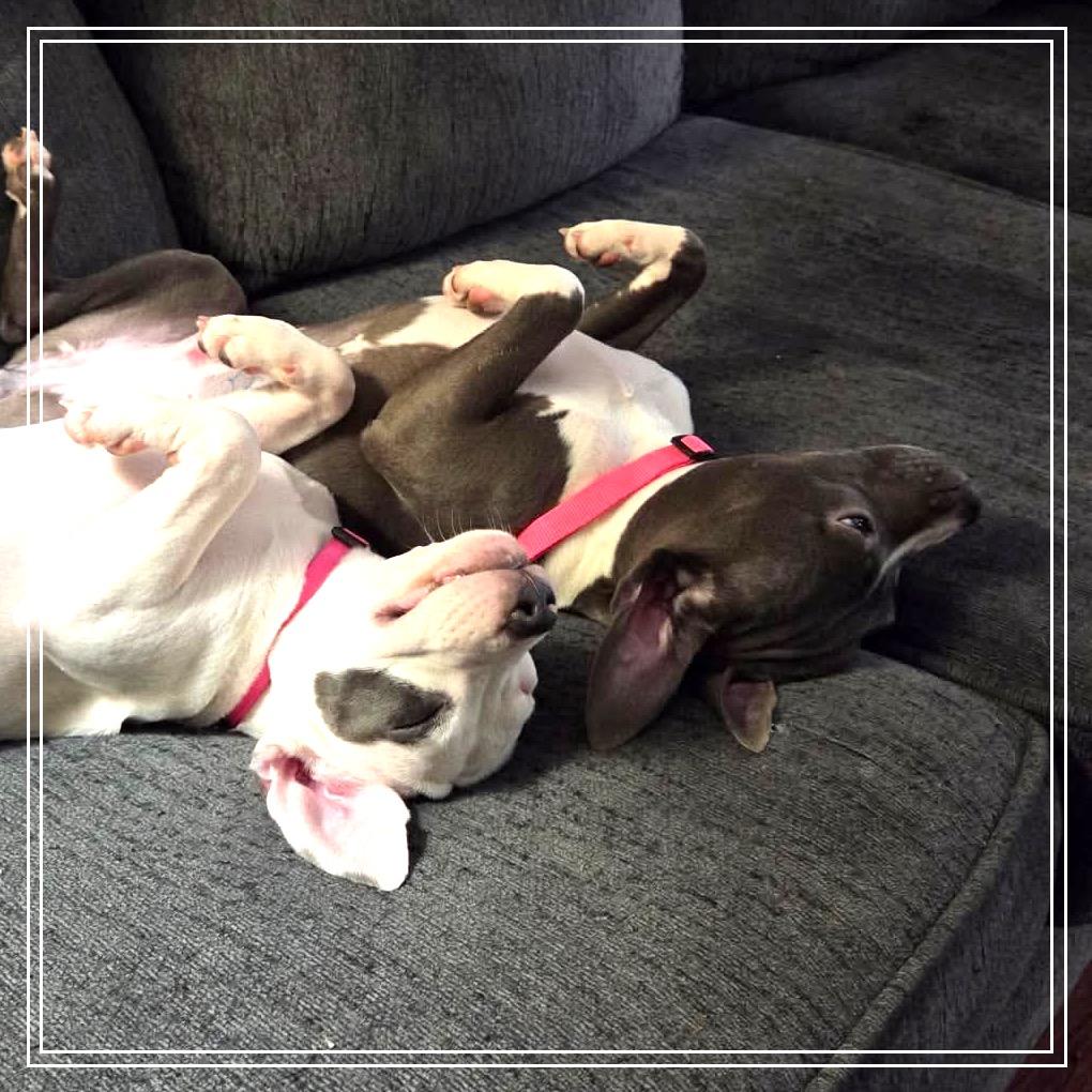 Enlarge Pickle, a Adoptable mixed breed in Monroe, MI image 2/6