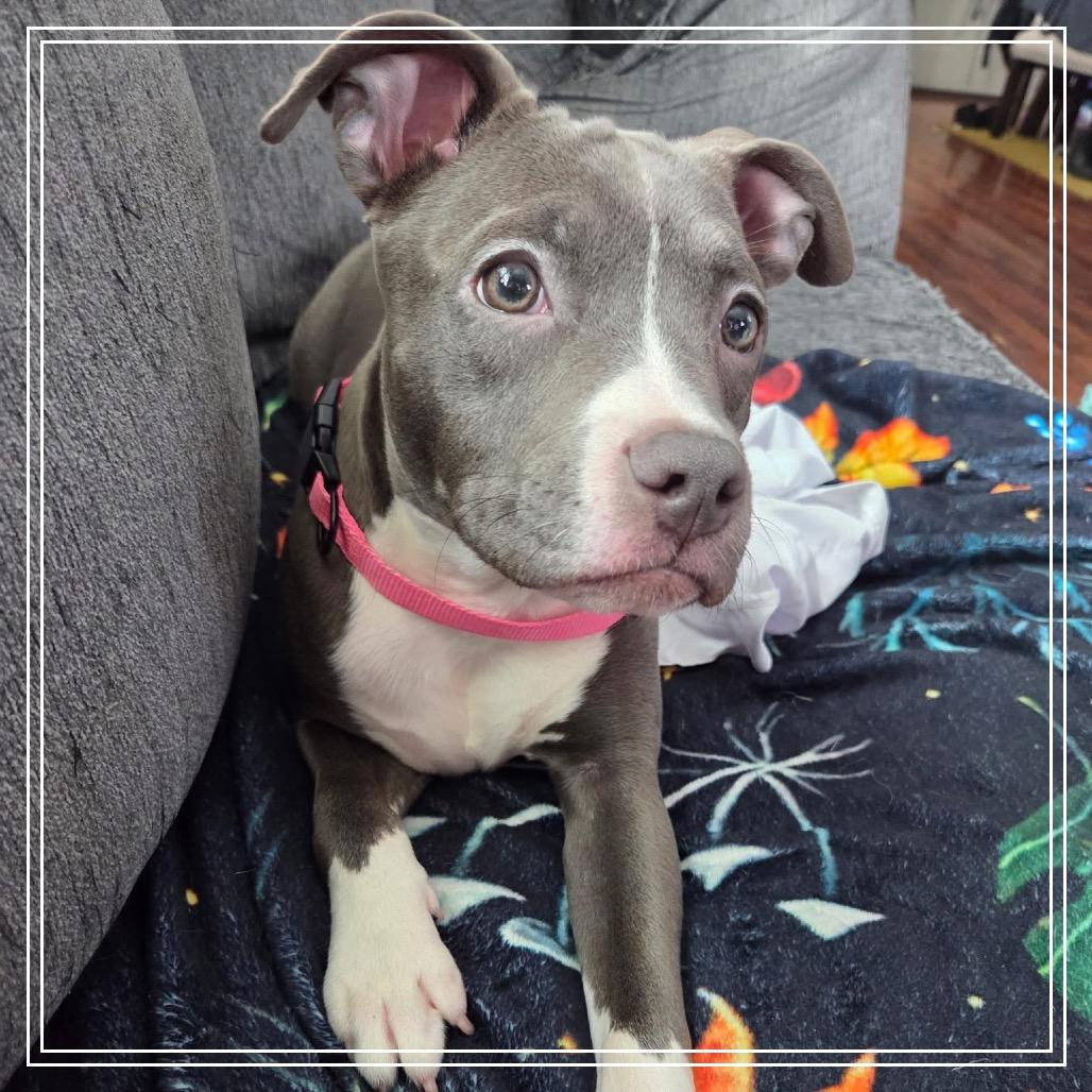 Enlarge Pickle, a Adoptable mixed breed in Monroe, MI image 3/6