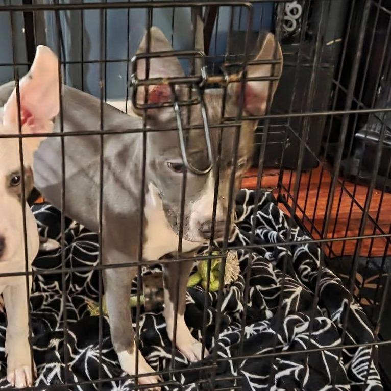 Enlarge Pickle, a Adoptable mixed breed in Monroe, MI image 4/6