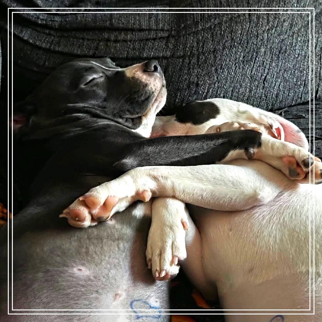 Enlarge Pickle, a Adoptable mixed breed in Monroe, MI image 5/6