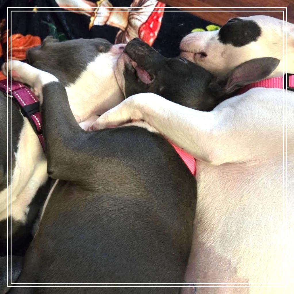 Enlarge Pickle, a Adoptable mixed breed in Monroe, MI image 6/6