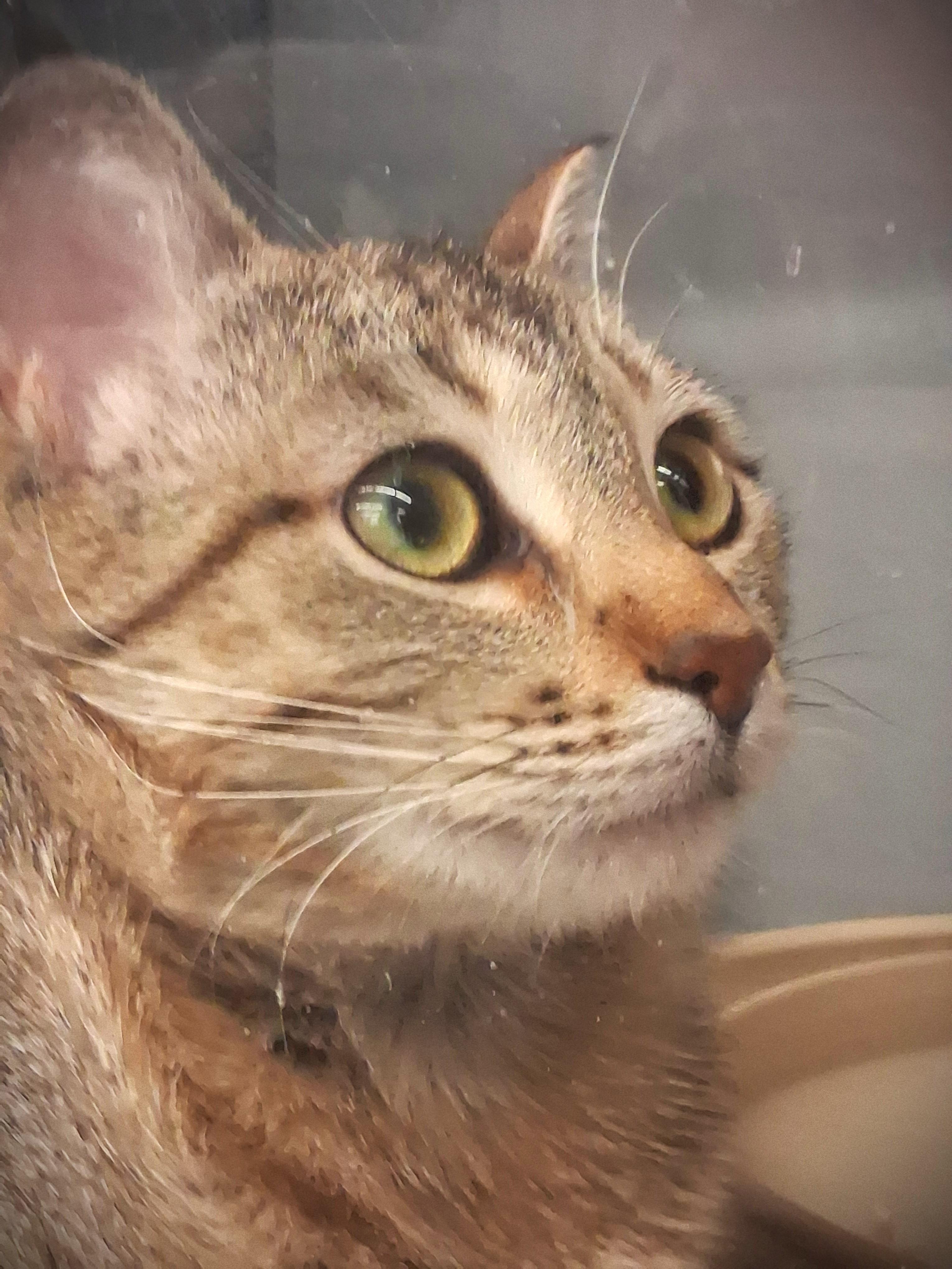 TAZ @ Mankato Petsmart, ADOPTABLE, Young Male Domestic Short Hair.