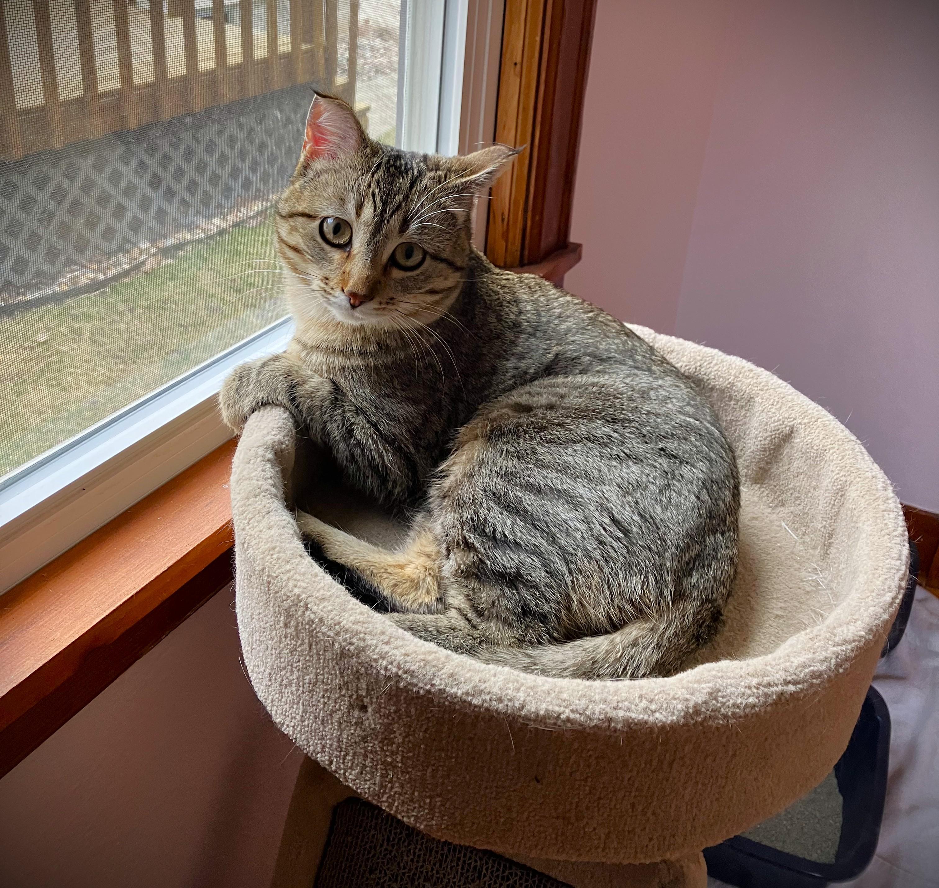 TAZ, ADOPTABLE, Young Male Domestic Short Hair.