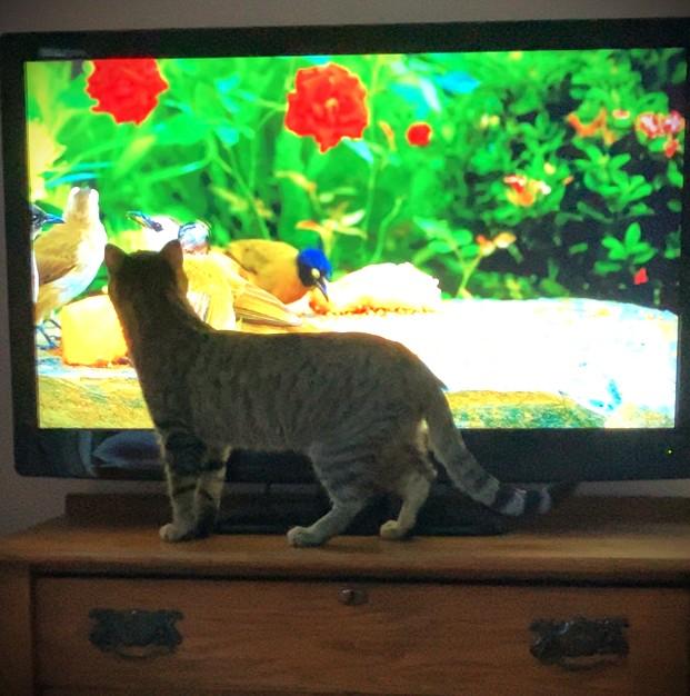 Enlarge TAZ, a ADOPTABLE Domestic Short Hair in Mankato, MN image 4/5