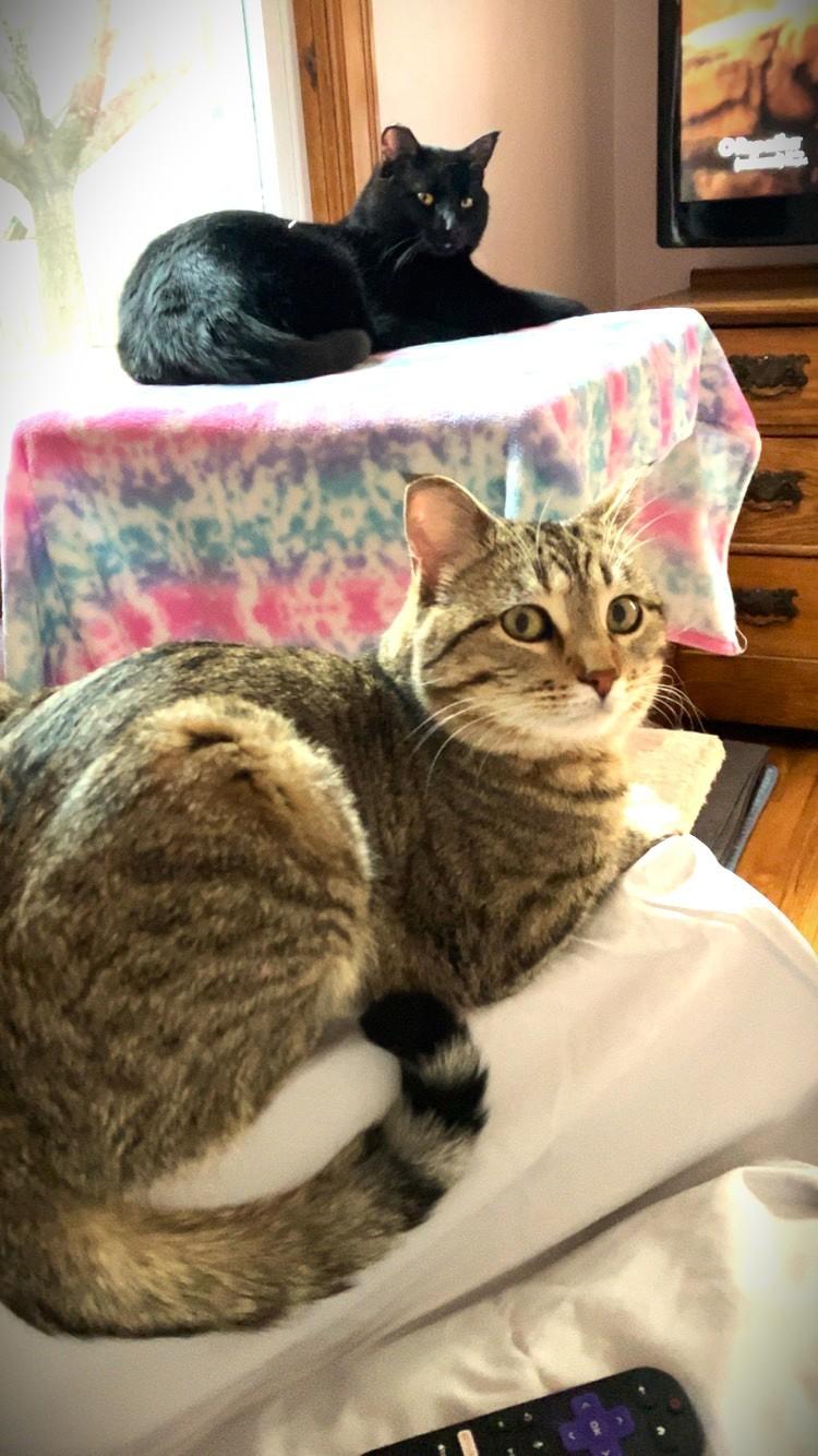 Enlarge TAZ, a ADOPTABLE Domestic Short Hair in Mankato, MN image 5/5