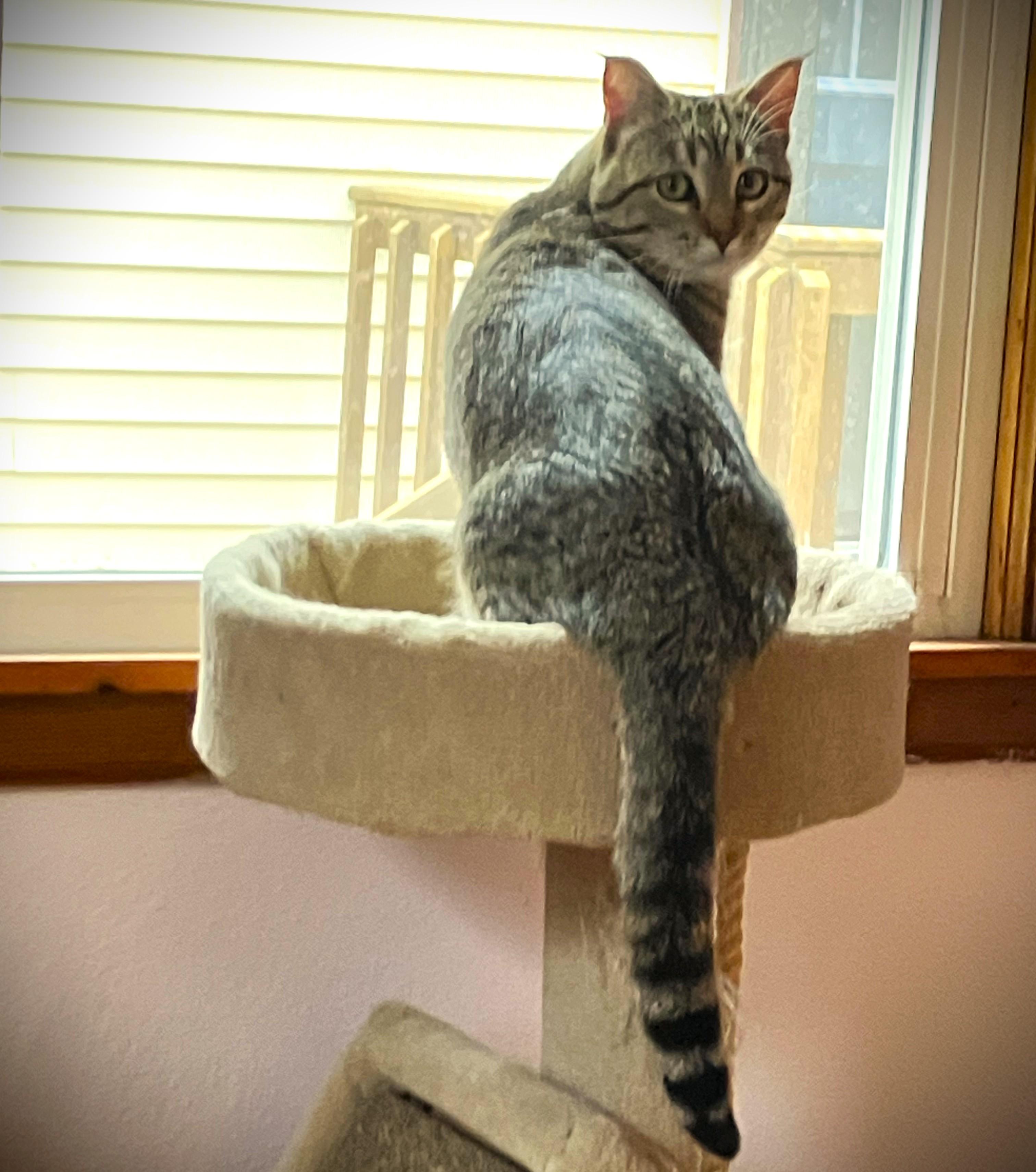 Enlarge TAZ, a ADOPTABLE Domestic Short Hair in Mankato, MN image 2/5