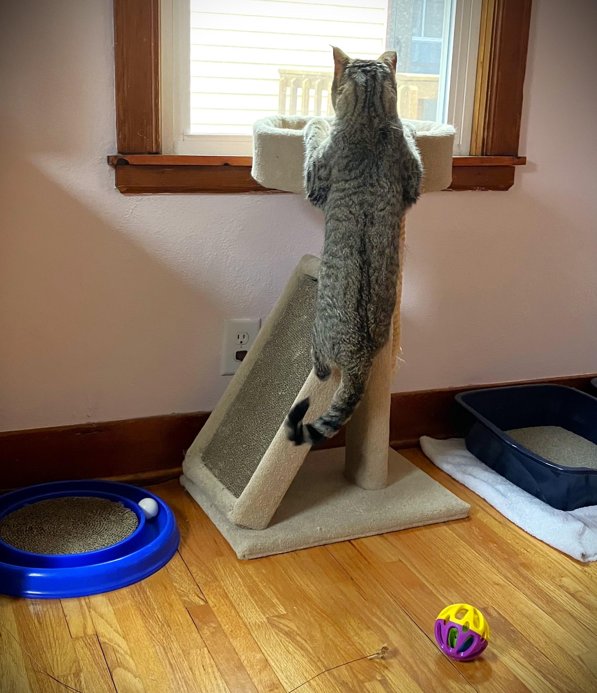 Enlarge TAZ, a ADOPTABLE Domestic Short Hair in Mankato, MN image 3/5