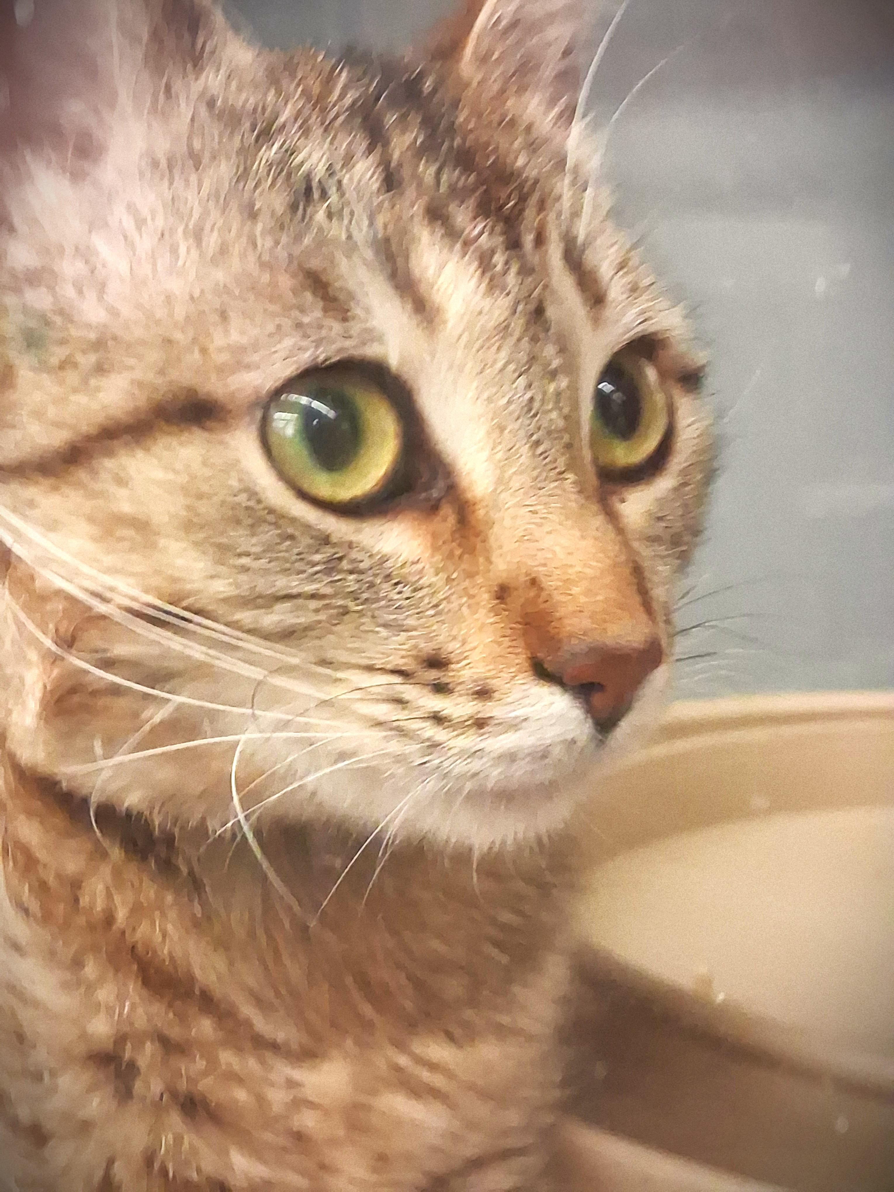 TAZ @ Mankato Petsmart, a ADOPTABLE Domestic Short Hair in Mankato, MN image 4/5