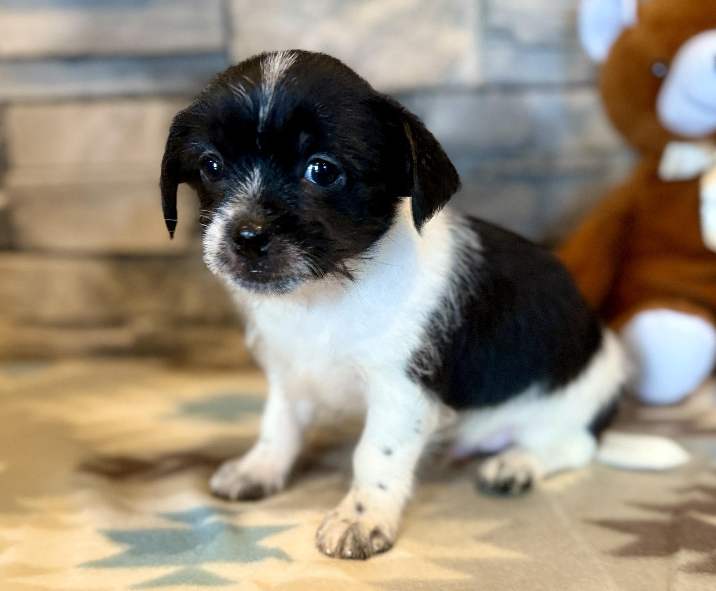 Enlarge Elton John, a Adopted mixed breed in Ellis Grove, IL image 2/6