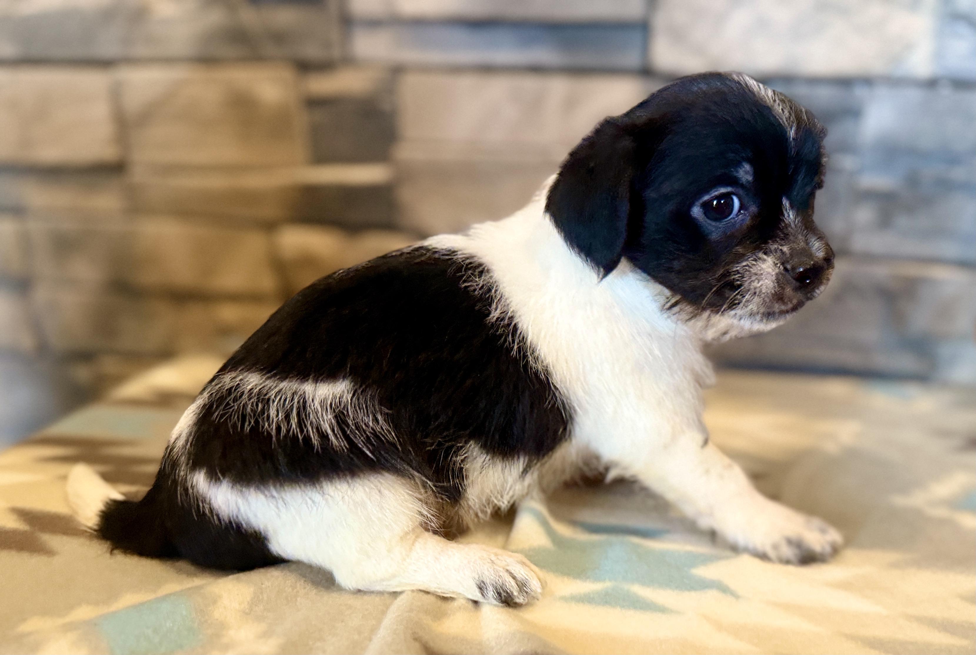 Enlarge Elton John, a Adopted mixed breed in Ellis Grove, IL image 3/6