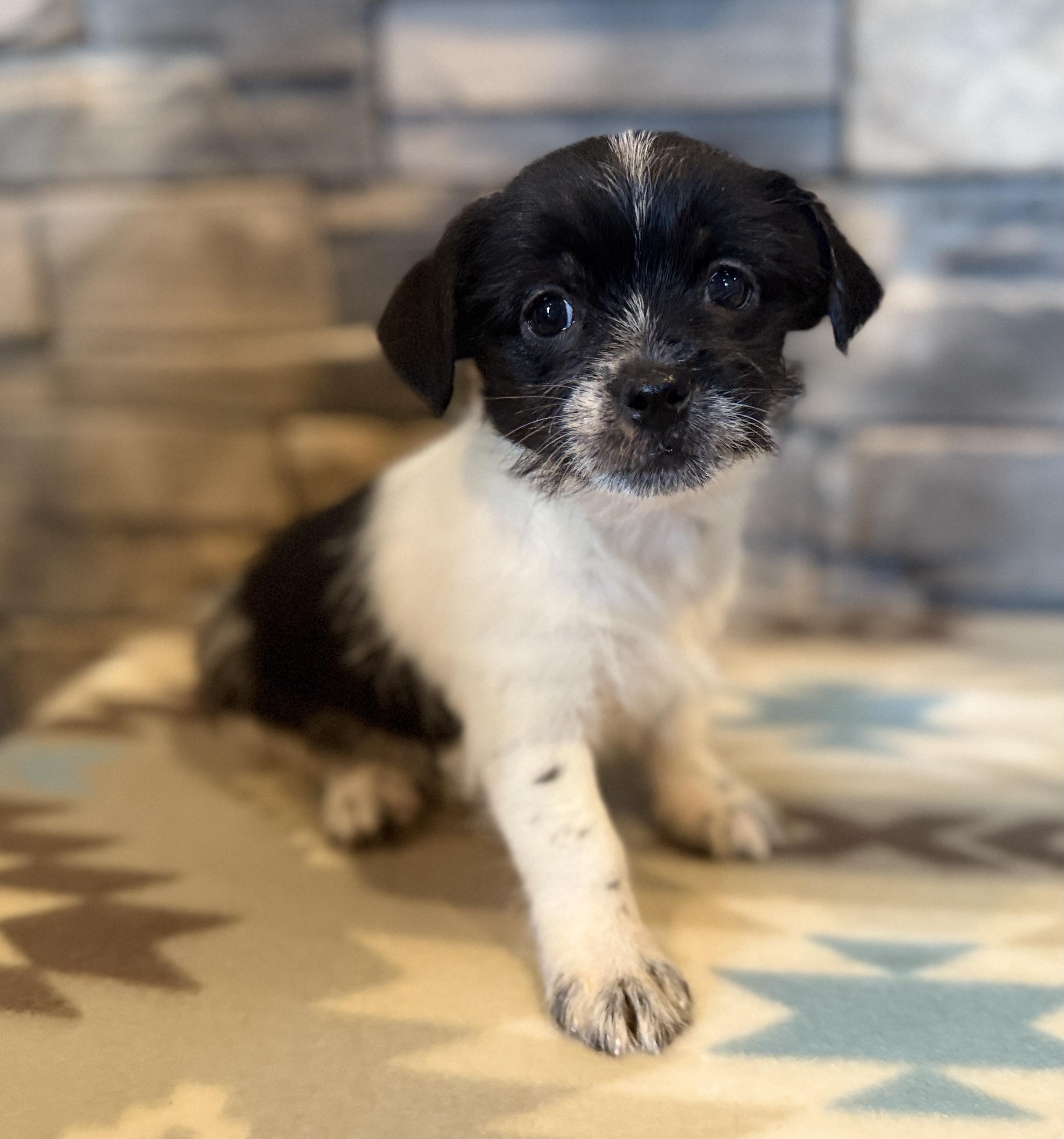 Enlarge Elton John, a Adopted mixed breed in Ellis Grove, IL image 4/6