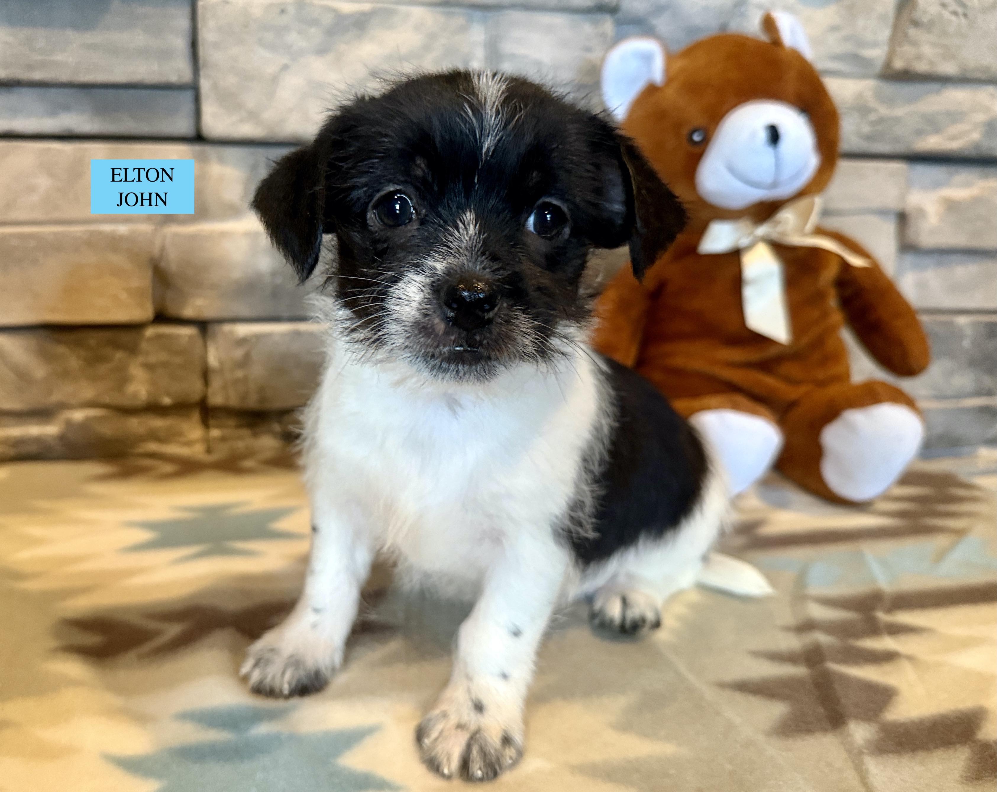 Enlarge Elton John, a Adopted mixed breed in Ellis Grove, IL image 1/6