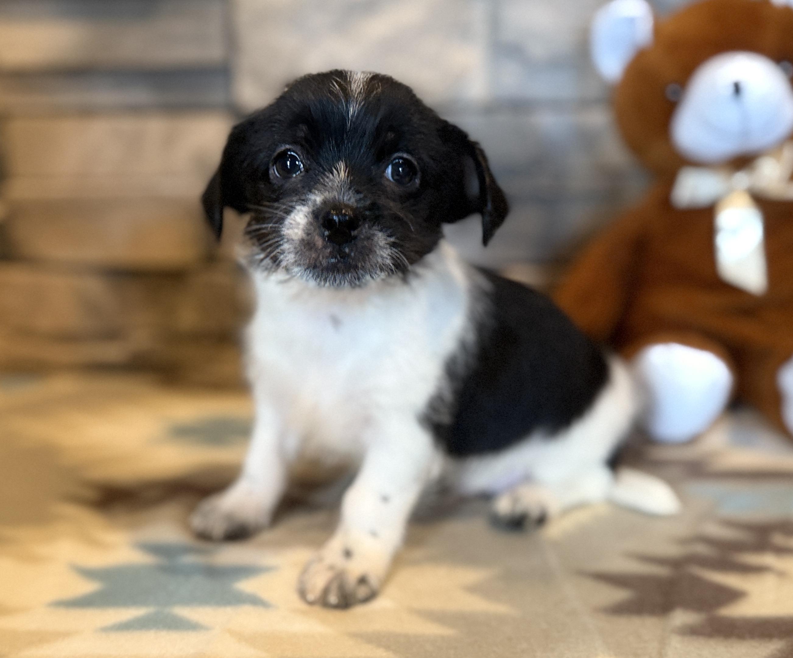 Enlarge Elton John, a Adopted mixed breed in Ellis Grove, IL image 6/6