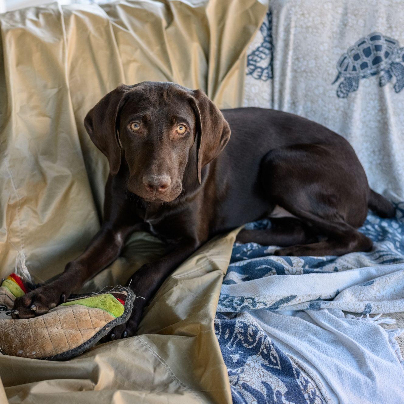Enlarge RACER, a ADOPTABLE German Shorthaired Pointer in Hamilton, NJ image 2/5