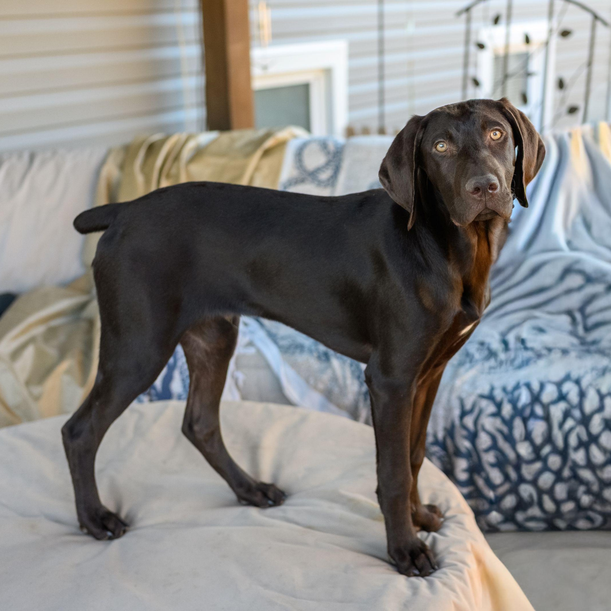 Enlarge RACER, a ADOPTABLE German Shorthaired Pointer in Hamilton, NJ image 1/5