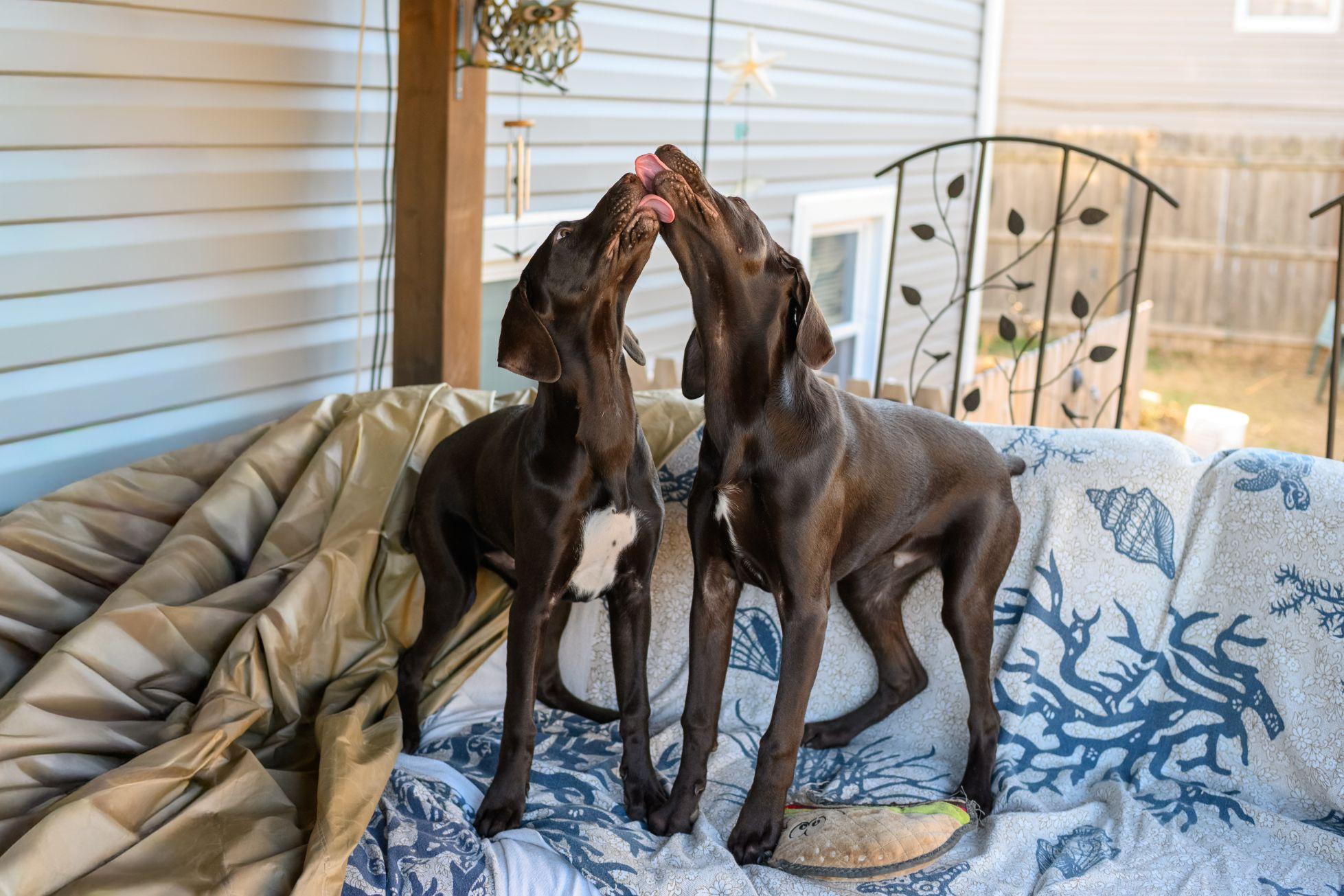 Enlarge RACER, a ADOPTABLE German Shorthaired Pointer in Hamilton, NJ image 5/5