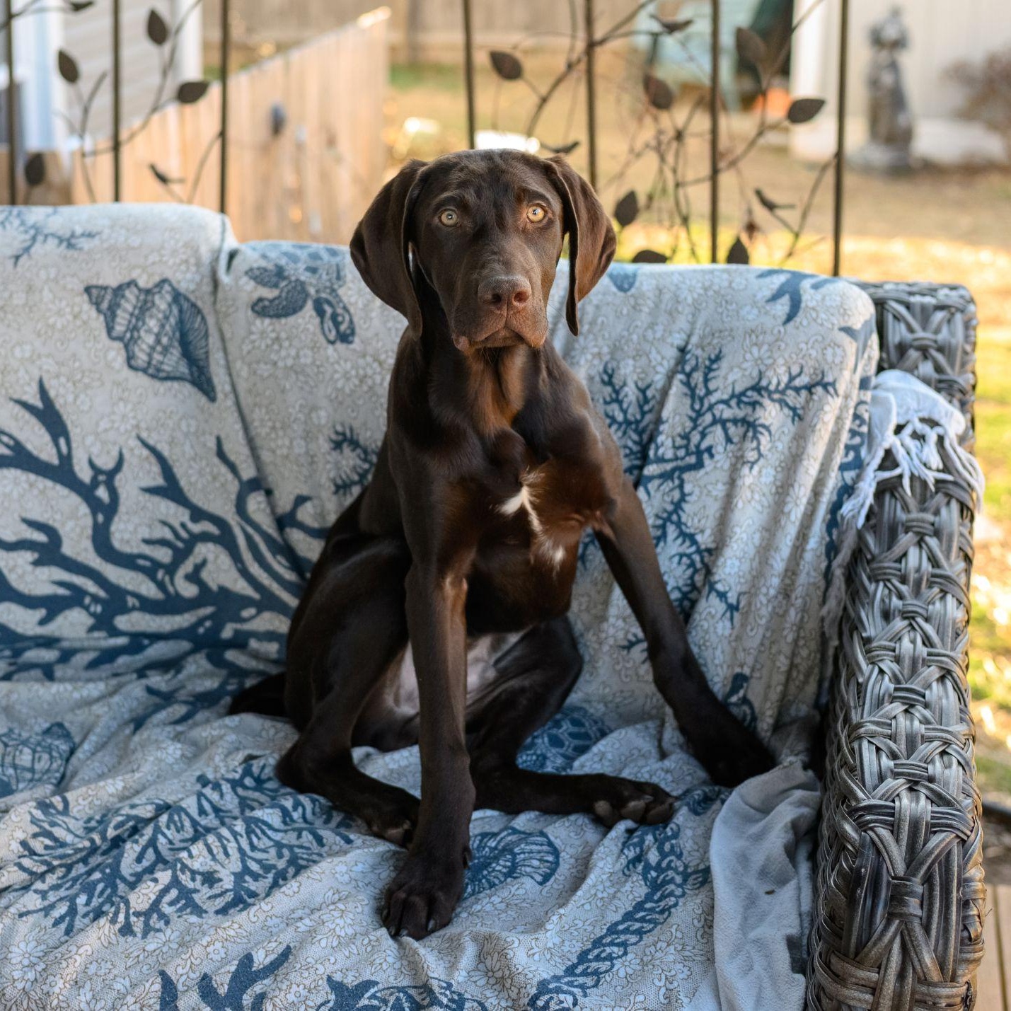 Enlarge RACER, a ADOPTABLE German Shorthaired Pointer in Hamilton, NJ image 3/5