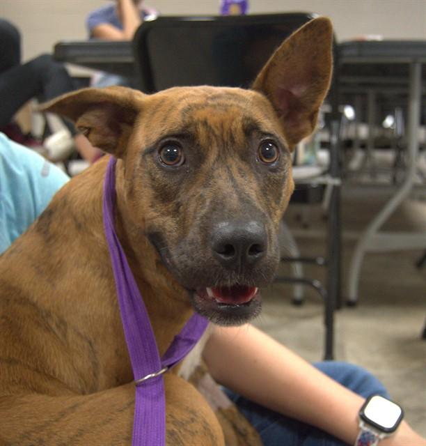 Enlarge HILDE, a Adoptable mixed breed in Cookeville, TN image 1/1