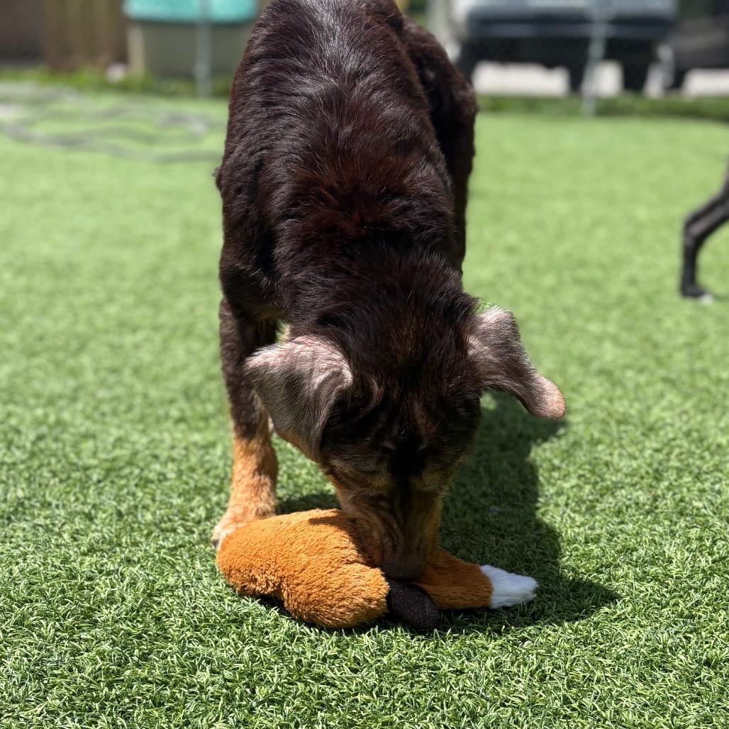 Dee Dee, Adoptable, Adult Female Mixed Breed.