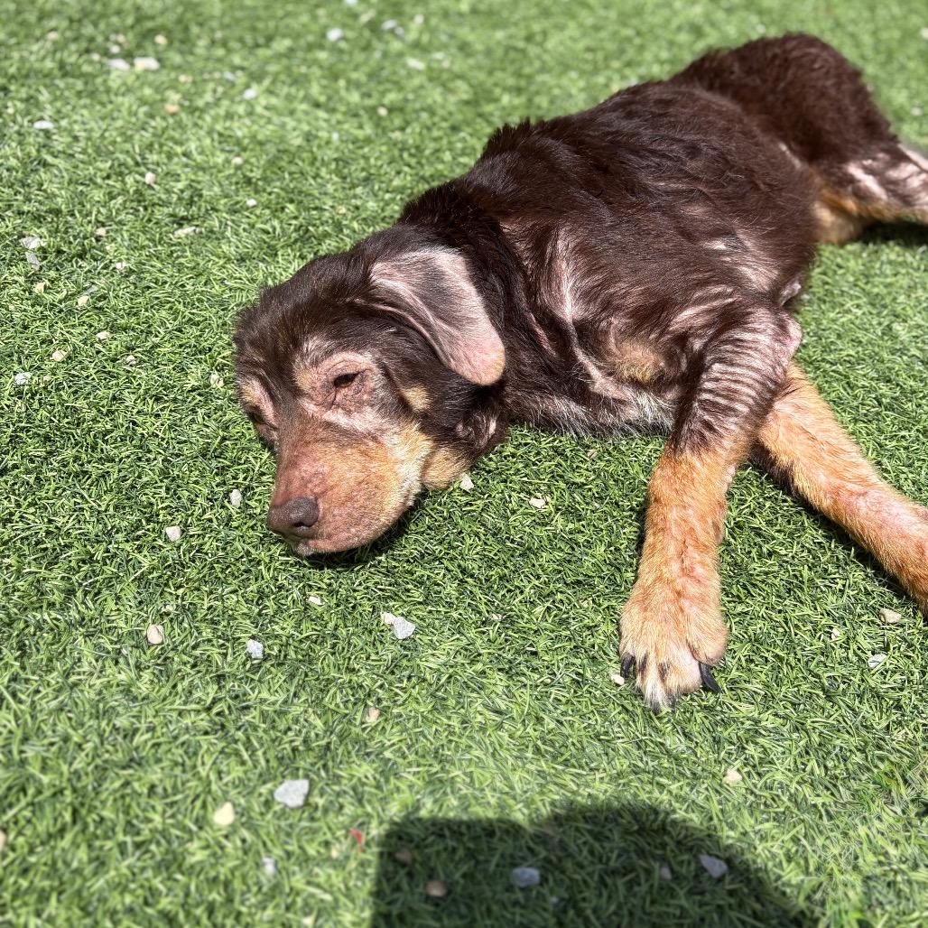 Dee Dee, a Adoptable Mixed Breed in Batavia, OH image 3/6
