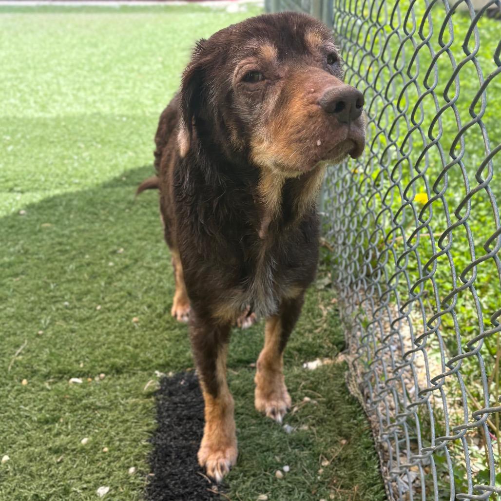 Dee Dee, a Adoptable Mixed Breed in Batavia, OH image 4/6