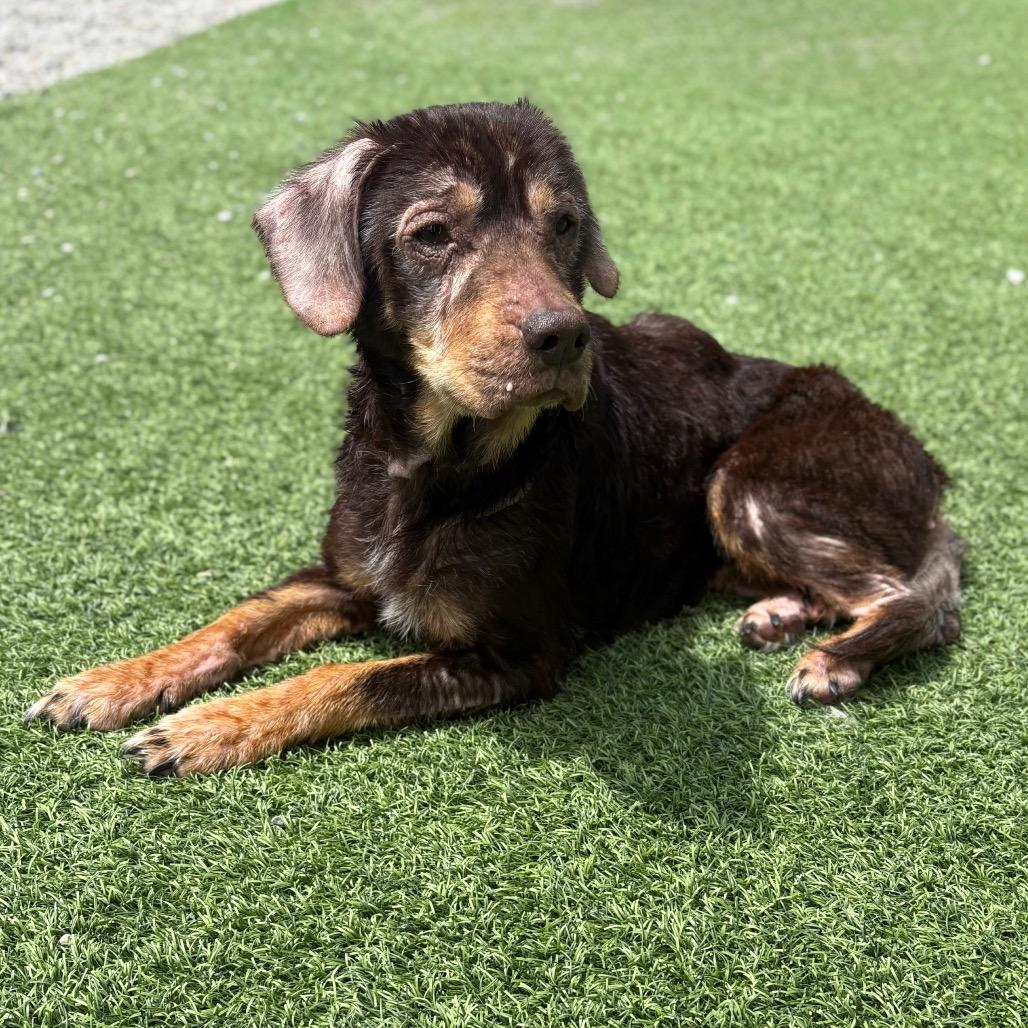 Enlarge Dee Dee, a Adoptable Mixed Breed in Batavia, OH image 5/6