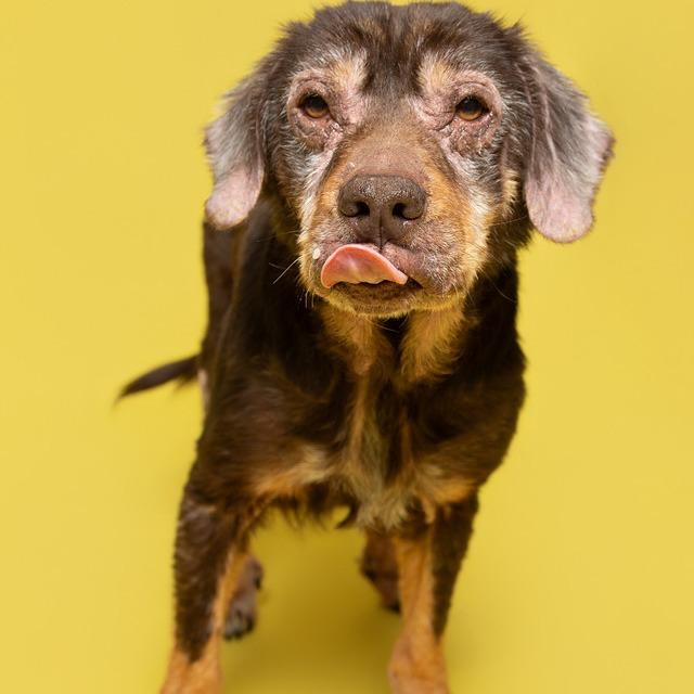 Dee Dee, a Adoptable Mixed Breed in Batavia, OH image 5/6