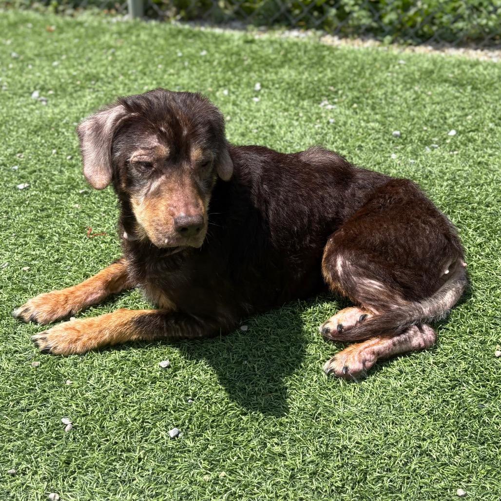 Dee Dee, a Adoptable Mixed Breed in Batavia, OH image 6/6
