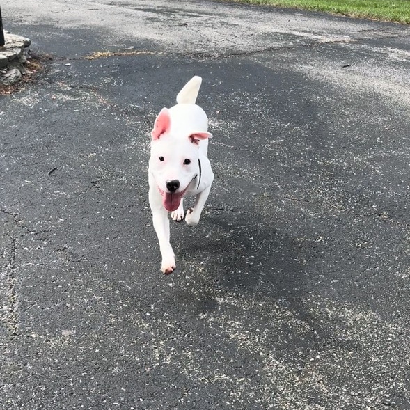 Doobie Doobie Do, a Adoptable mixed breed in Cincinnati, OH image 3/6