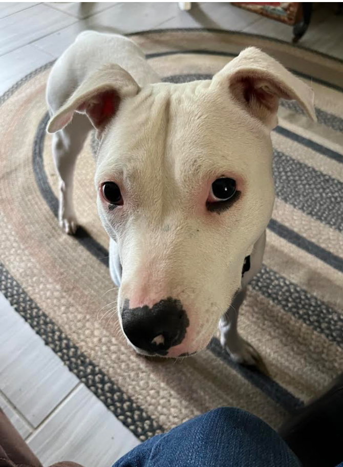 Doobie Doobie Do, a Adoptable mixed breed in Cincinnati, OH image 5/6