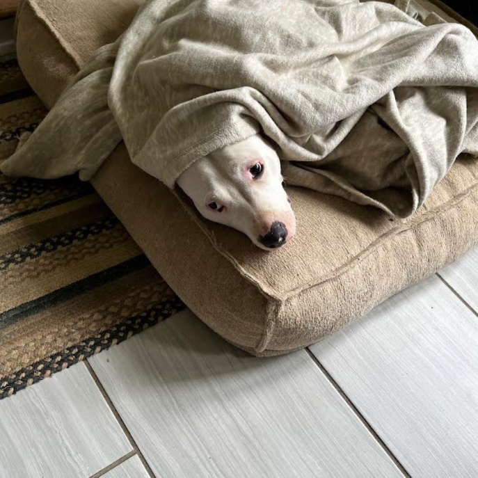 Doobie Doobie Do, a Adoptable mixed breed in Cincinnati, OH image 2/6