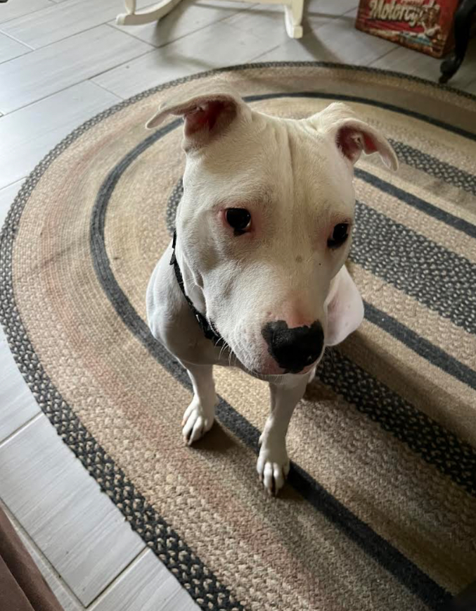 Doobie Doobie Do, a Adoptable mixed breed in Cincinnati, OH image 4/6