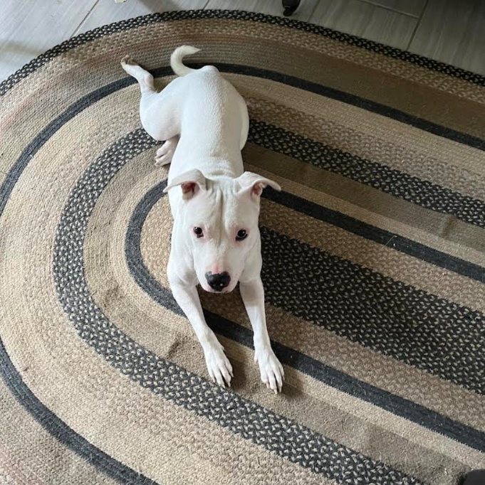 Doobie Doobie Do, Adoptable, Young Female American Staffordshire Terrier.