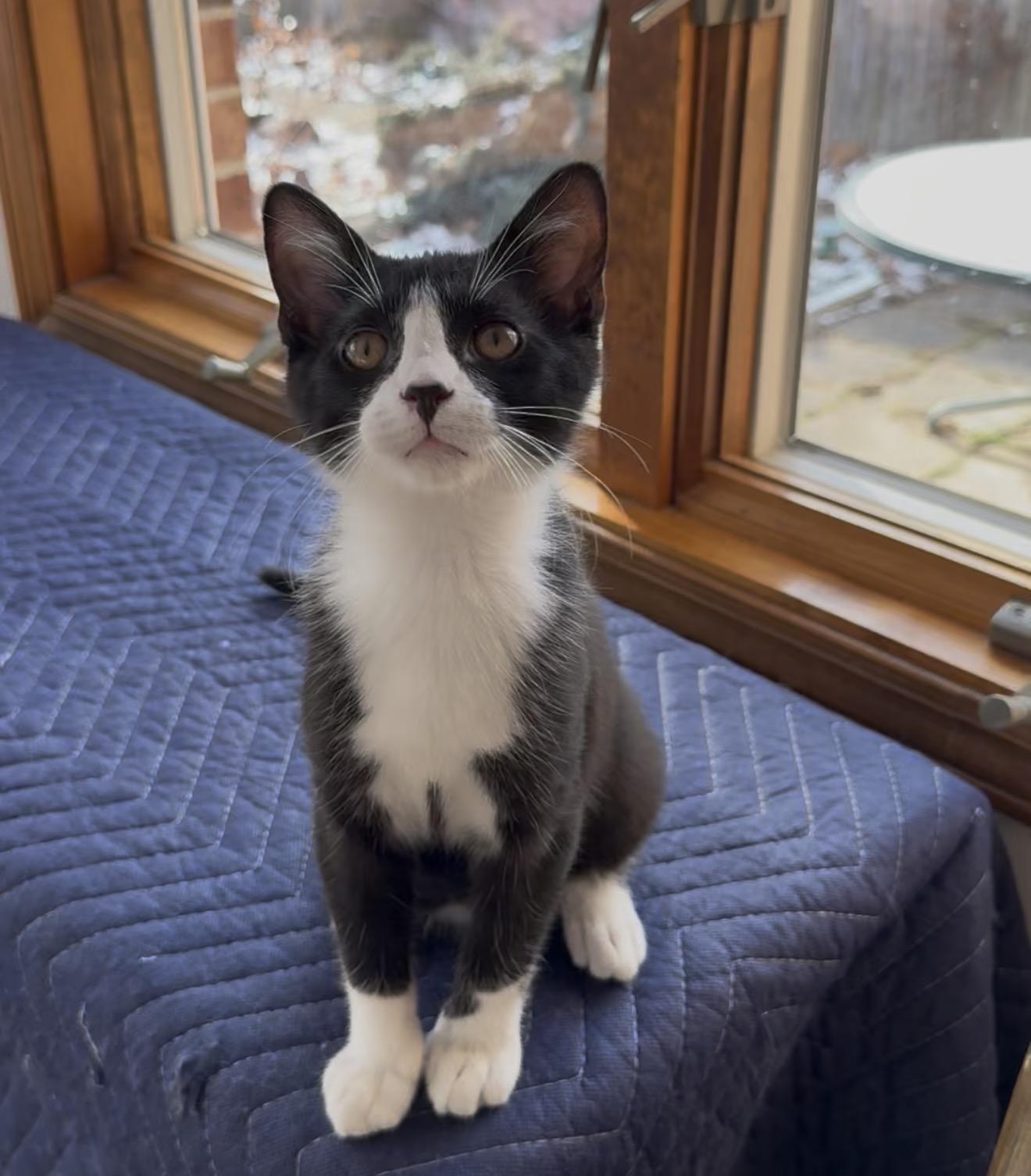 Enlarge Henry, a Adoptable mixed breed in Salem, OH image 4/6