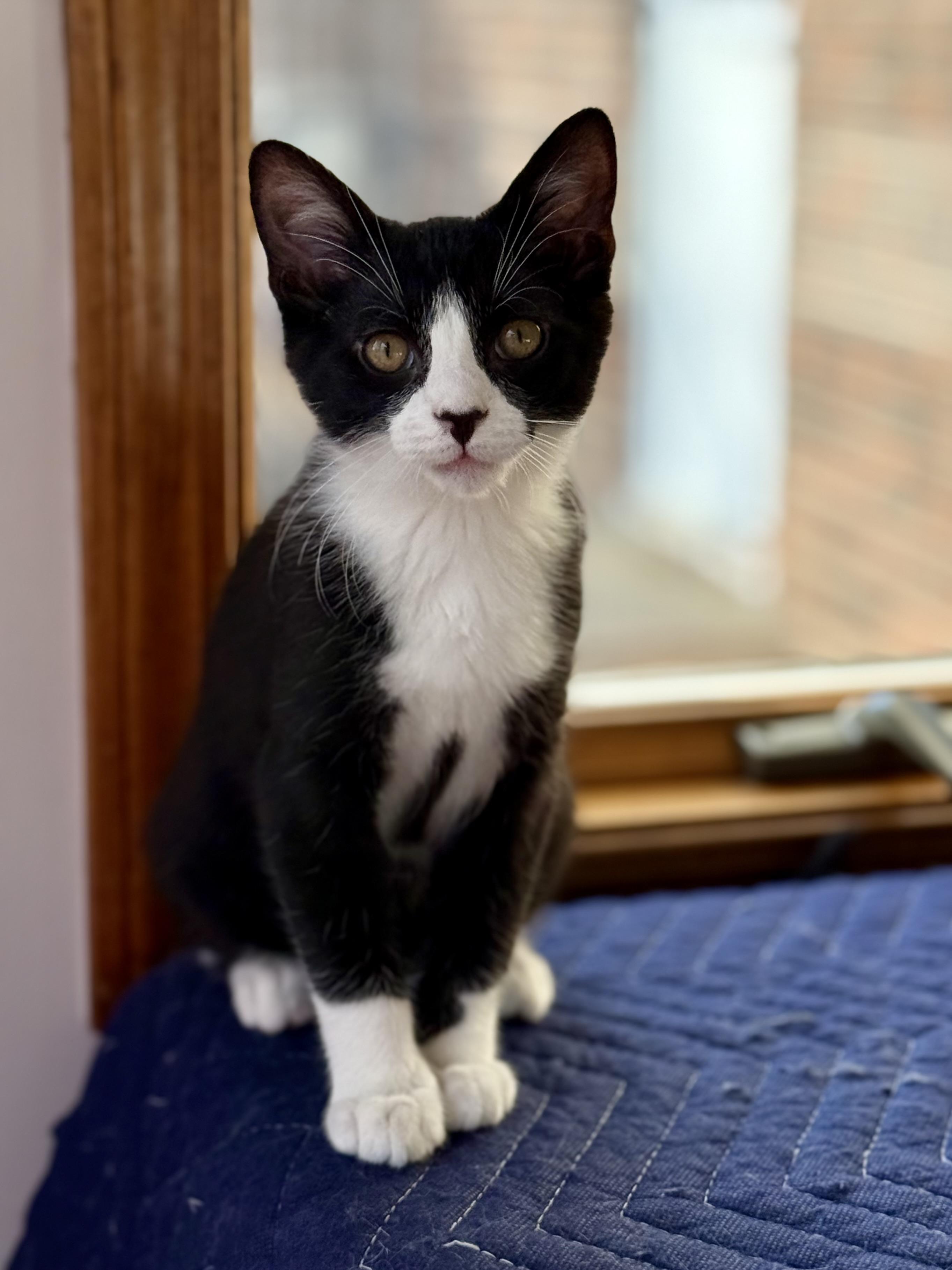Enlarge Henry, a Adoptable mixed breed in Salem, OH image 1/6