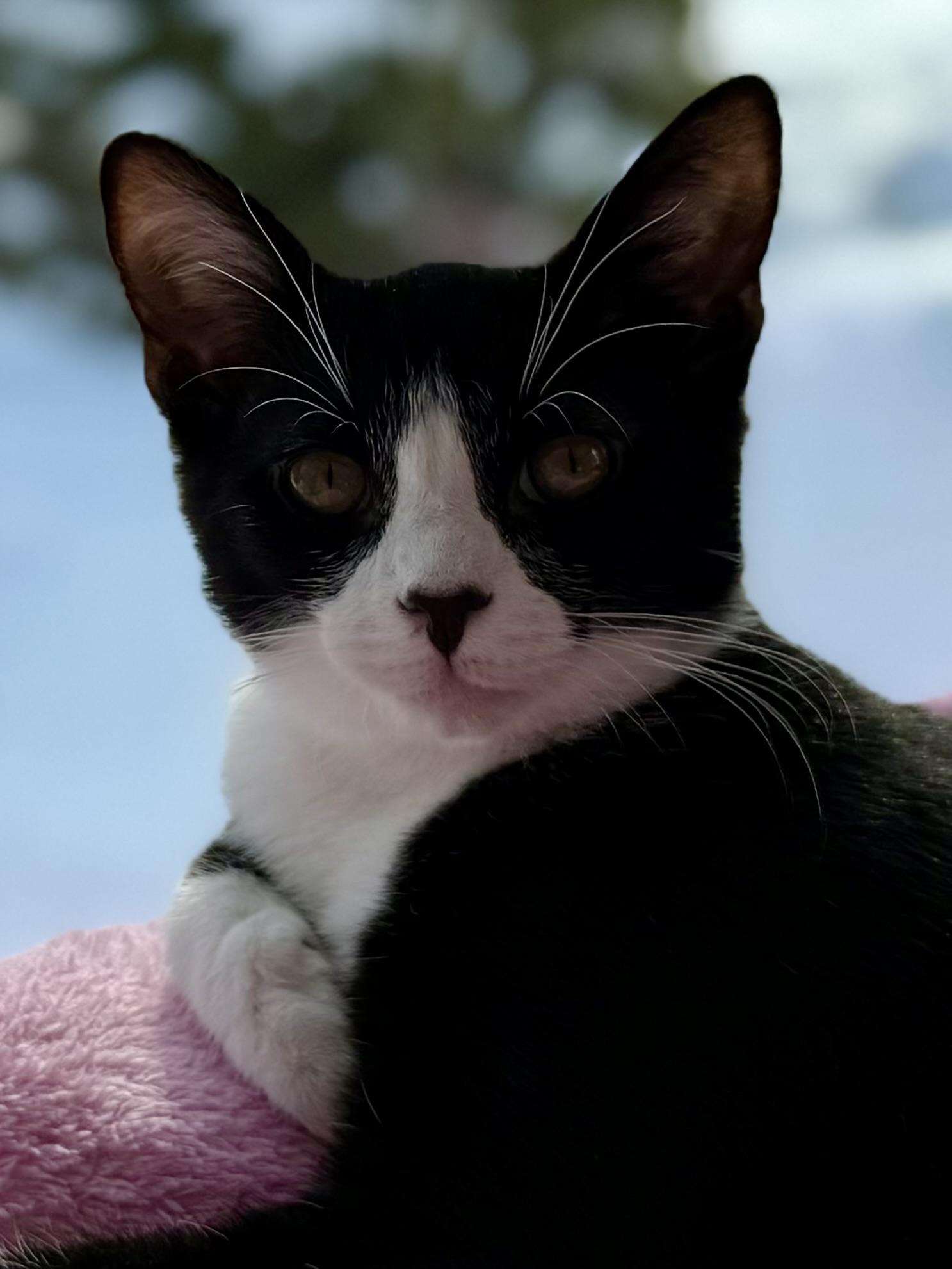 Enlarge Henry, a Adoptable mixed breed in Salem, OH image 5/6