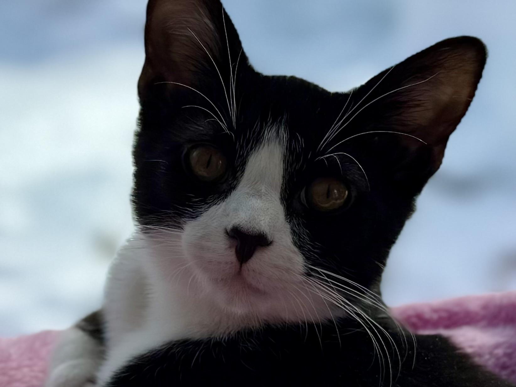 Enlarge Henry, a Adoptable mixed breed in Salem, OH image 6/6