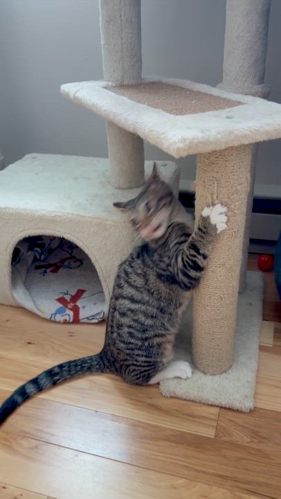 Enlarge Henry, a Adoptable mixed breed in Salem, OH video 2/6