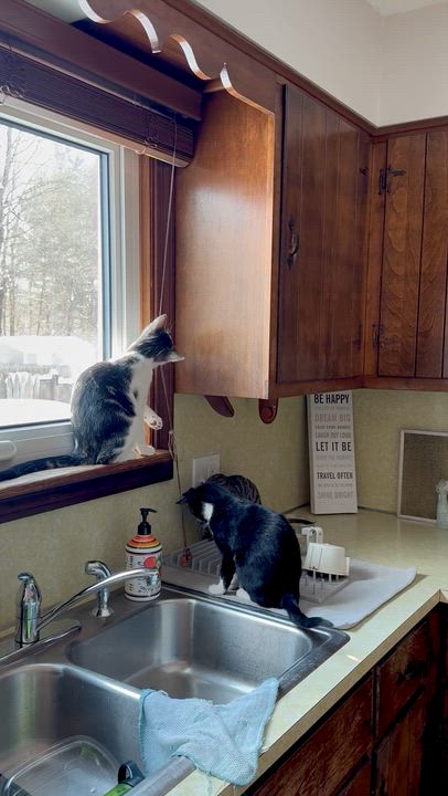 Enlarge Henry, a Adoptable mixed breed in Salem, OH video 3/6