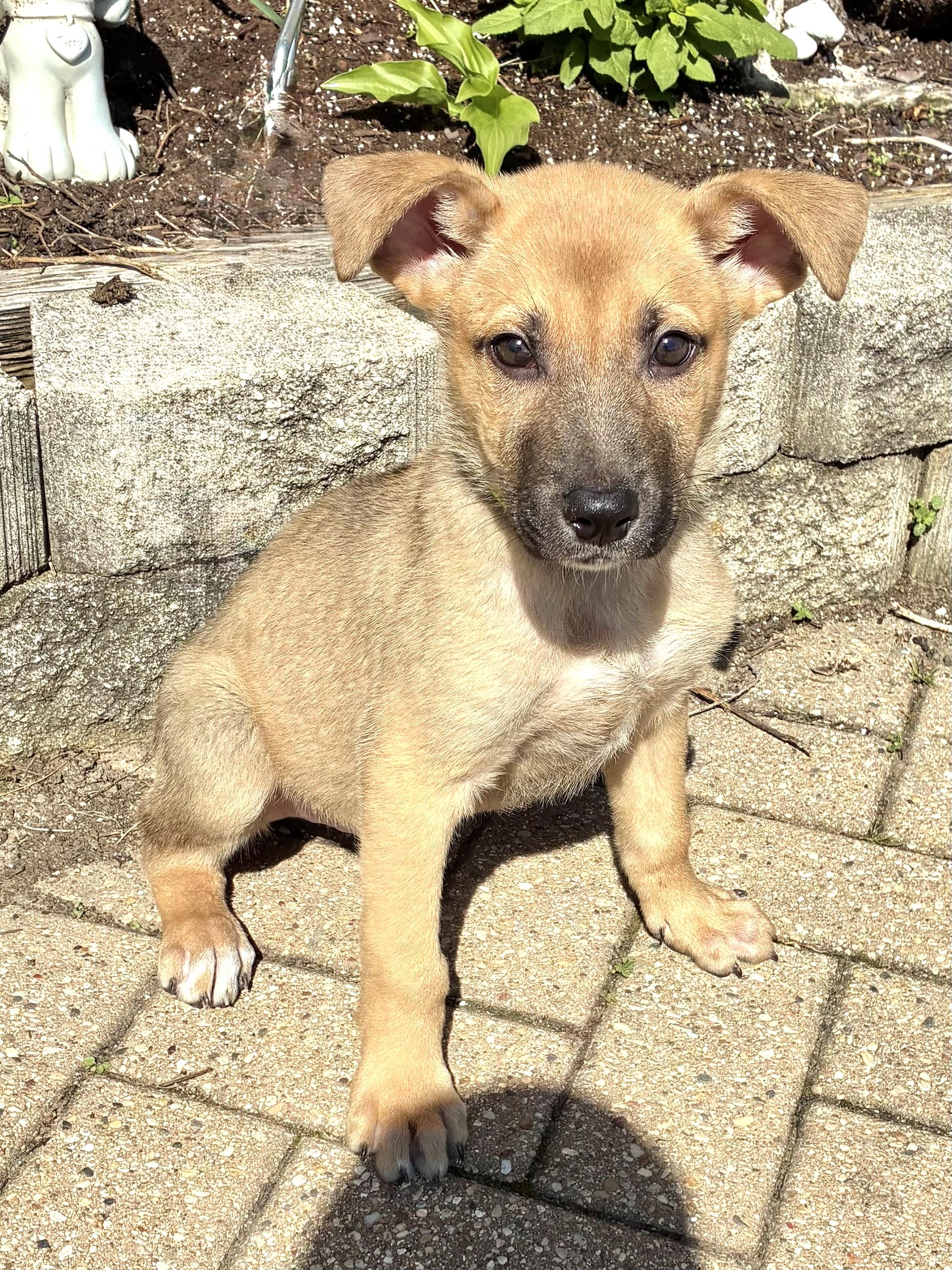Lockwood, adopted, Puppy Male Shepherd.
