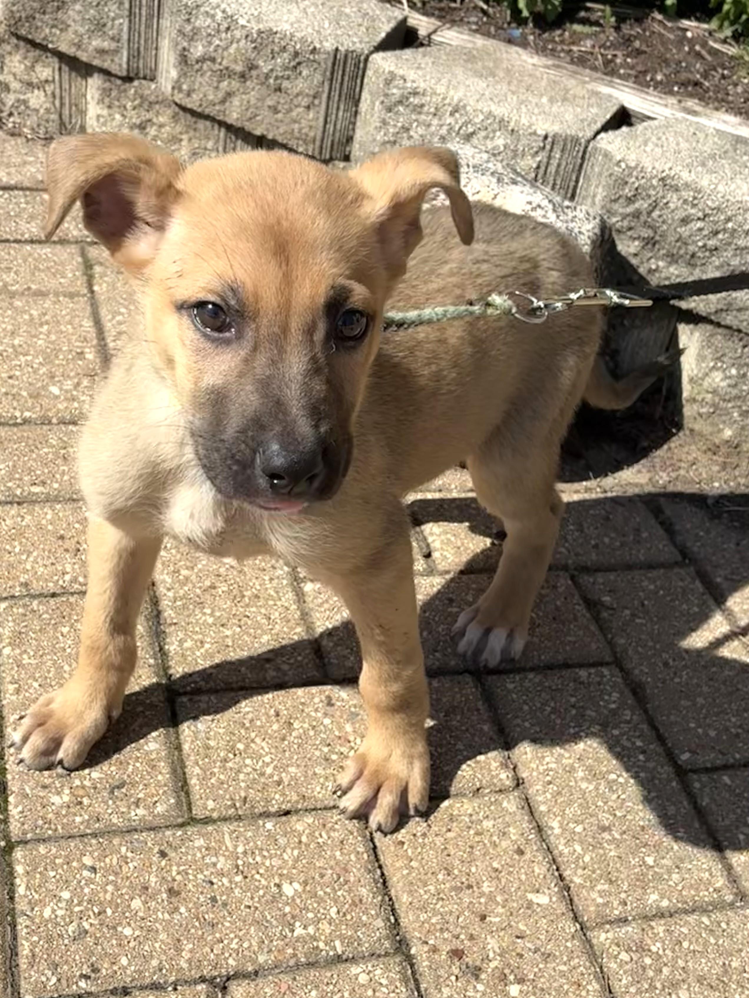 Enlarge Lockwood, an adopted mixed breed in West Chicago, IL image 3/3