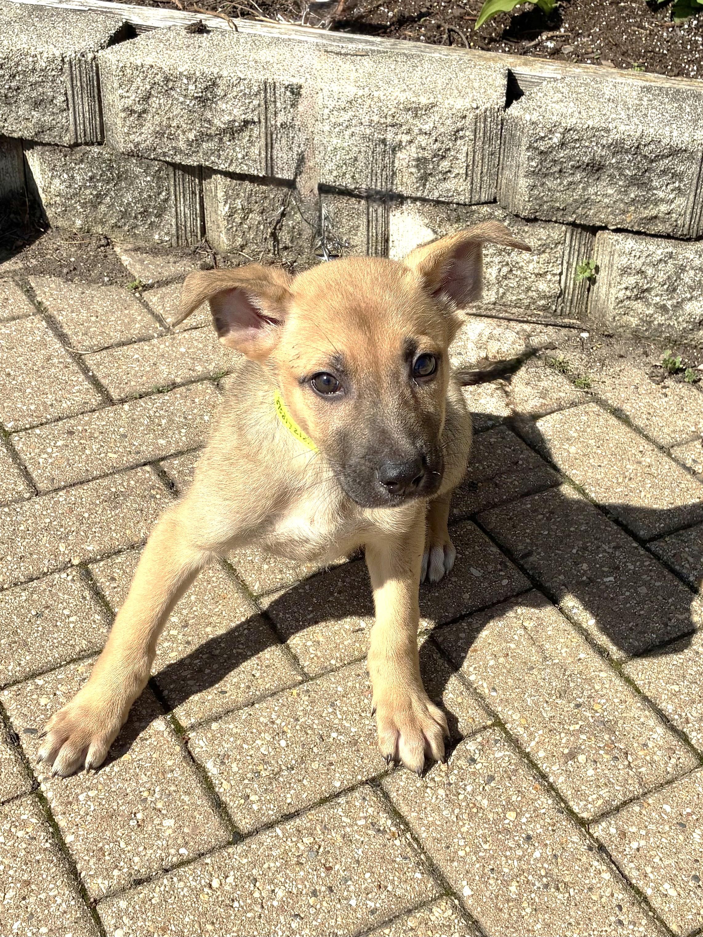 Enlarge Lockwood, an adopted mixed breed in West Chicago, IL image 2/3