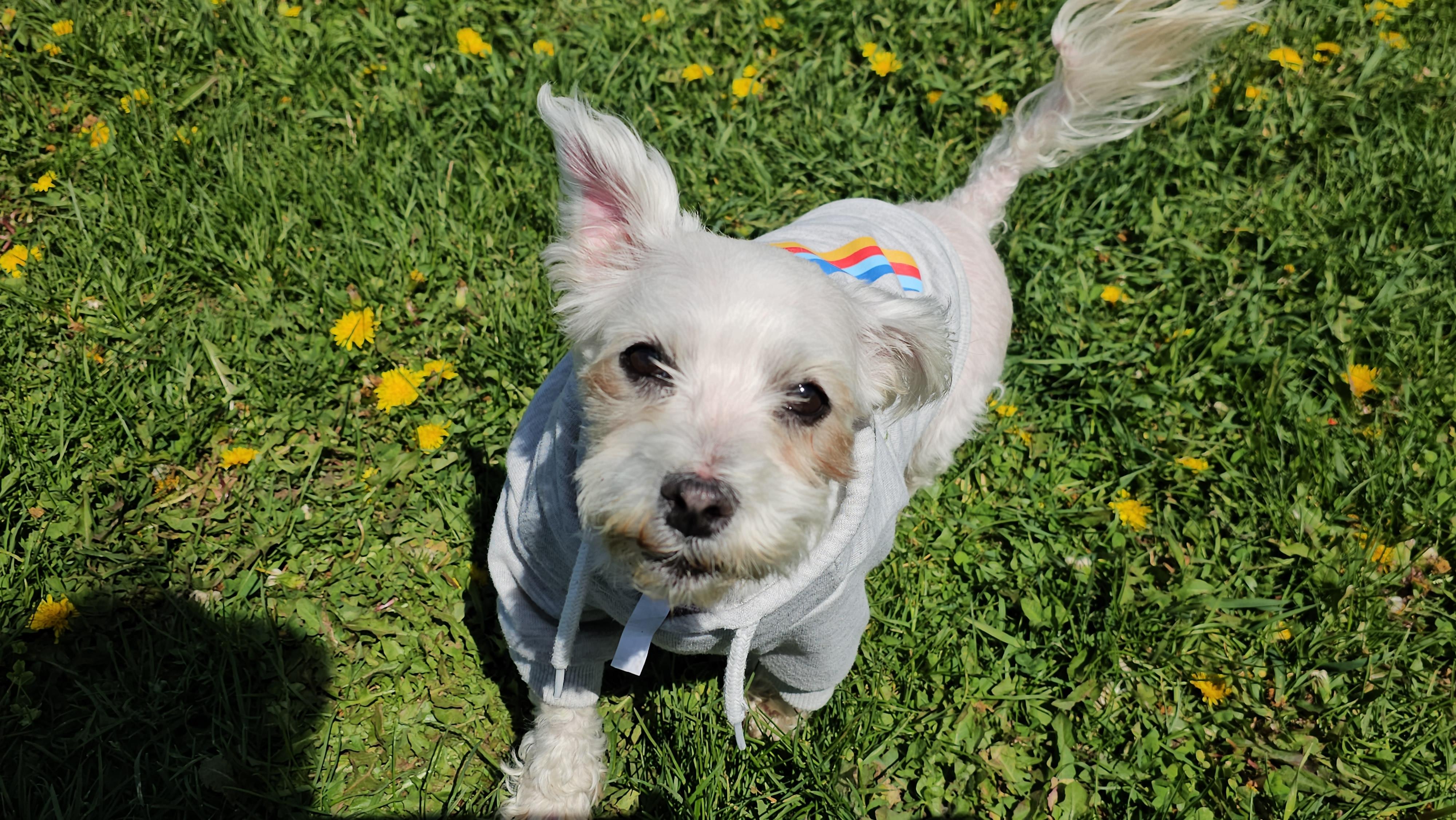 Angel, an adoptable Maltese in Dodgeville, WI image 1/4