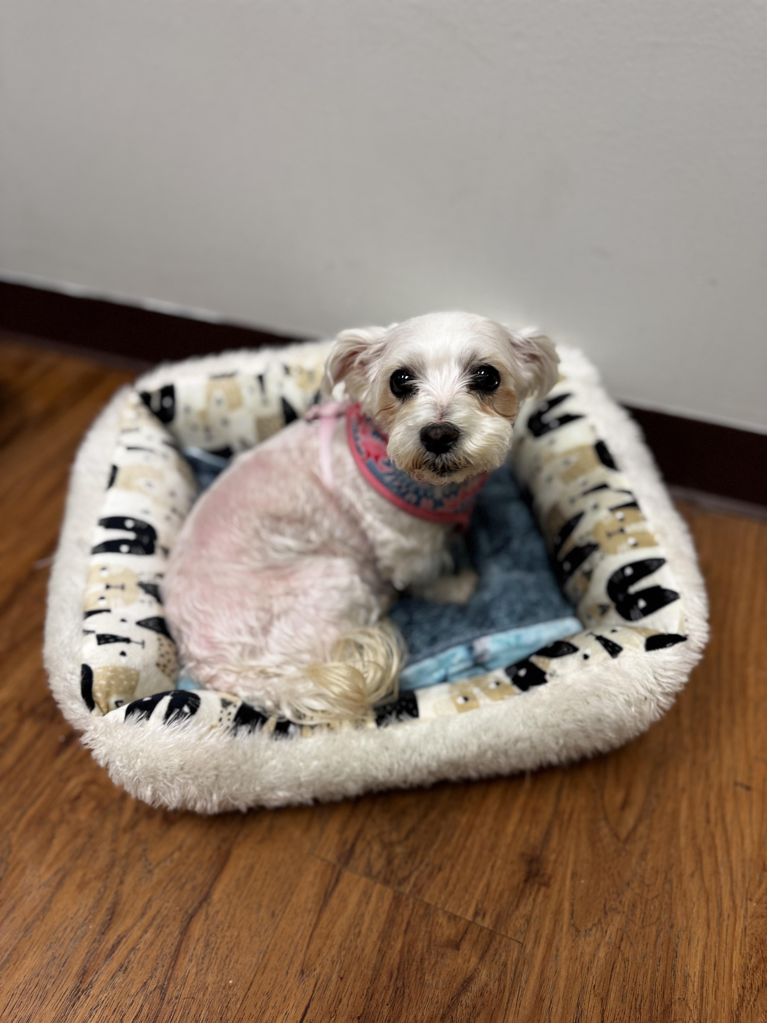 Angel, an adoptable Maltese in Dodgeville, WI image 4/4