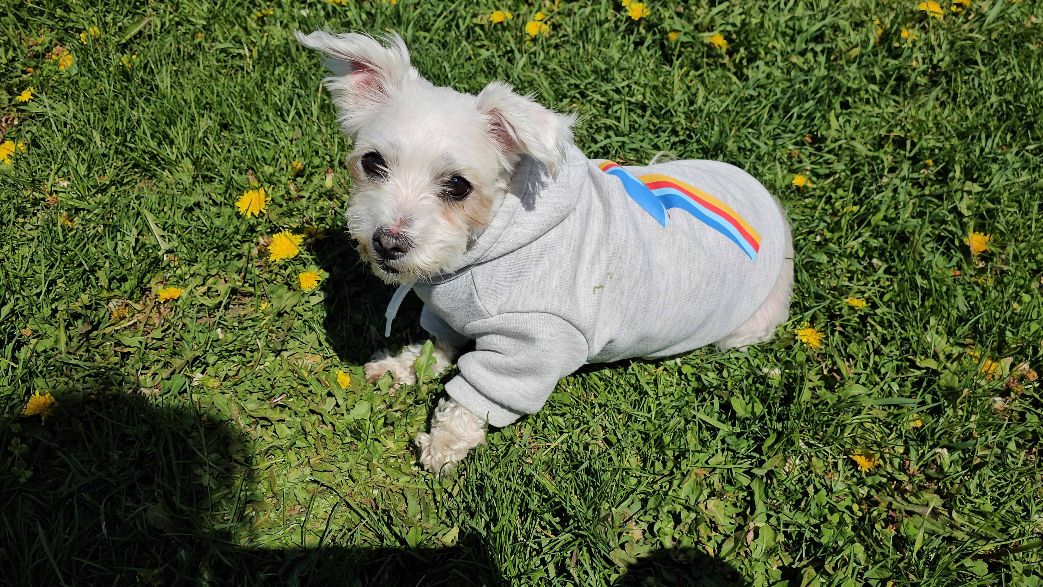 Angel, an adoptable Maltese in Dodgeville, WI image 2/4