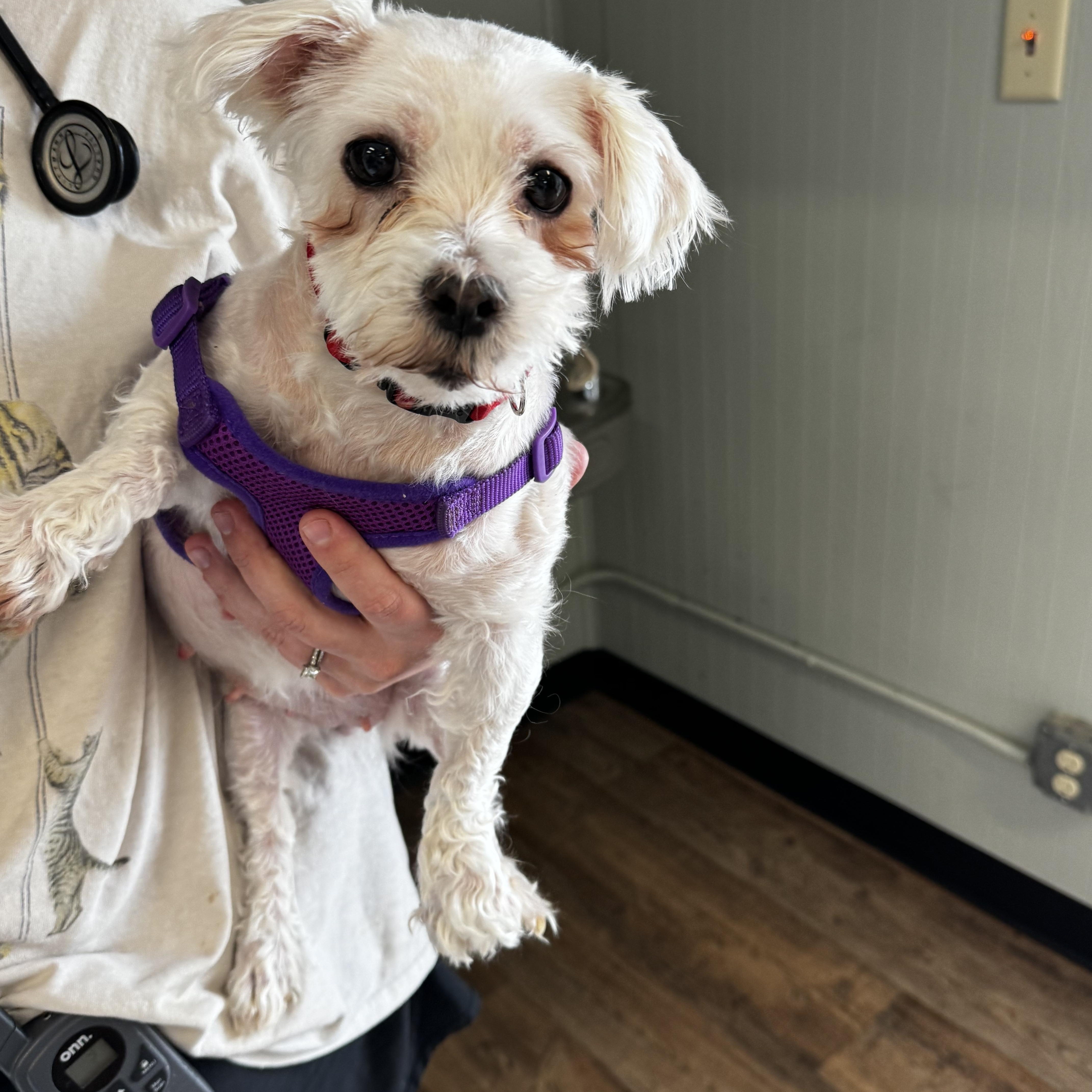 Enlarge Angel, a ADOPTABLE Maltese in Dodgeville, WI image 1/1