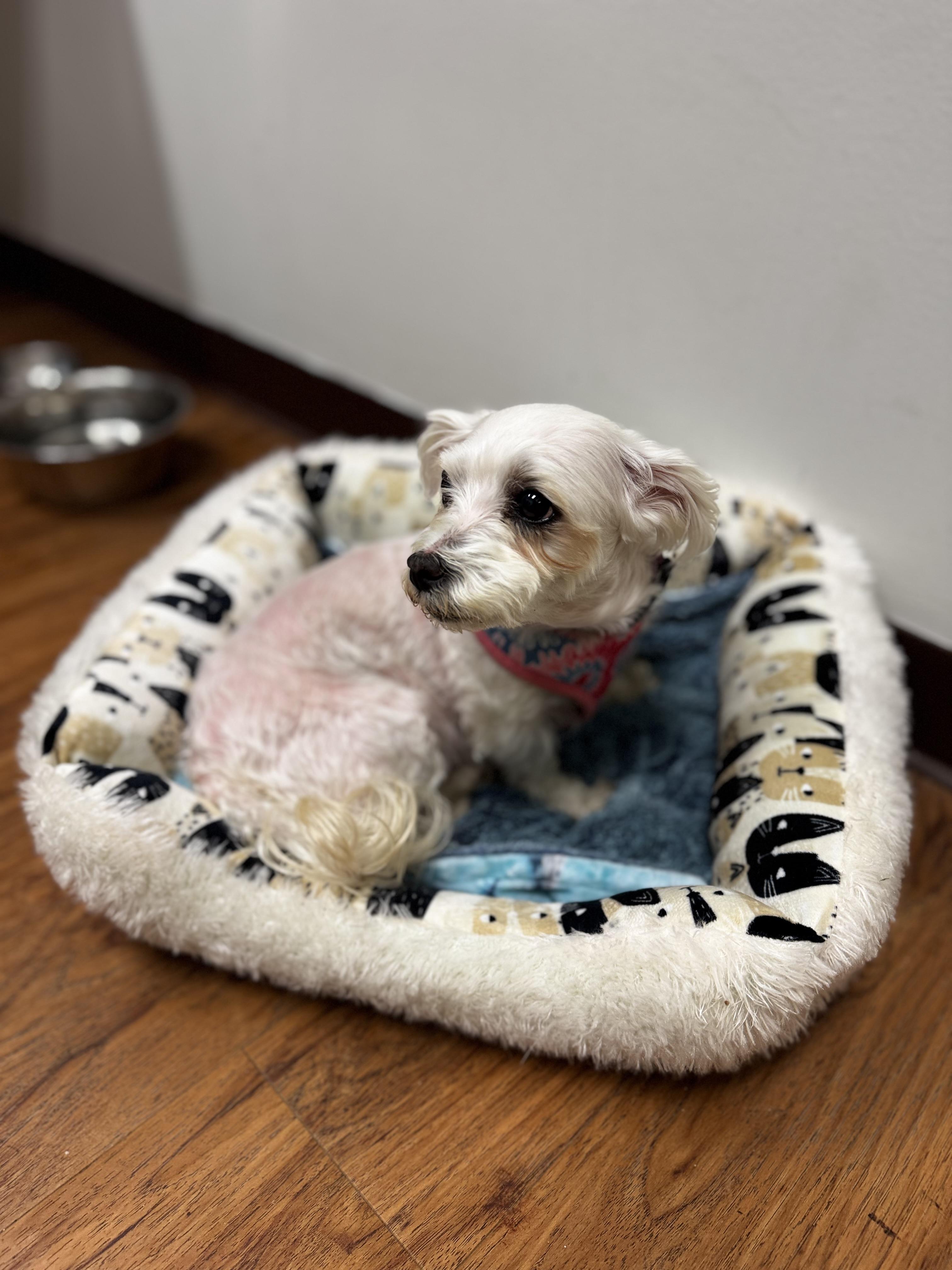 Angel, an adoptable Maltese in Dodgeville, WI image 3/4