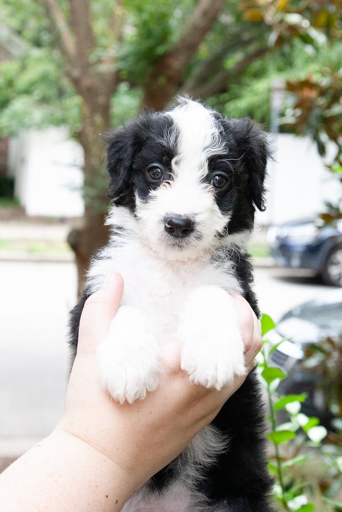 Ladybug, adopted, Puppy Female Aussiedoodle & Goldendoodle.